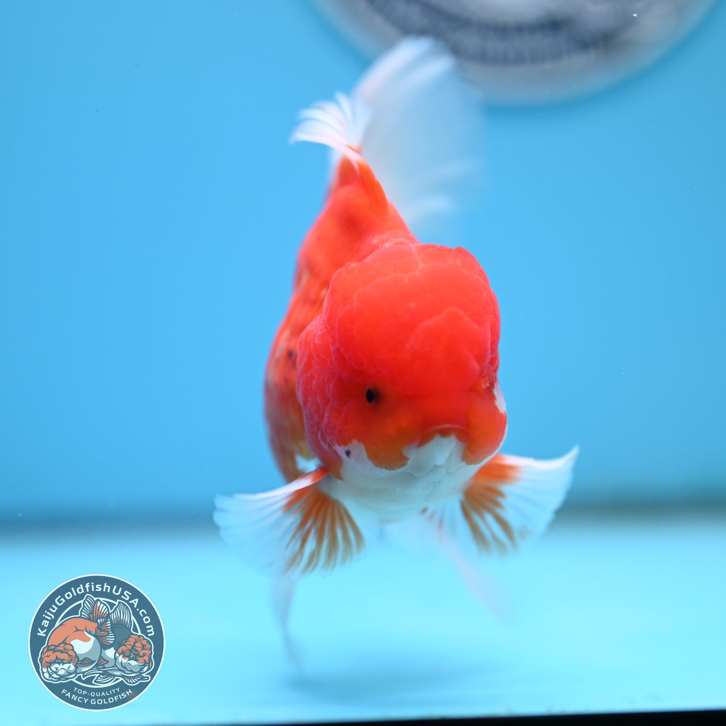 Red White Rose Tail Oranda 4 inches Body - Male (250418_OR16)