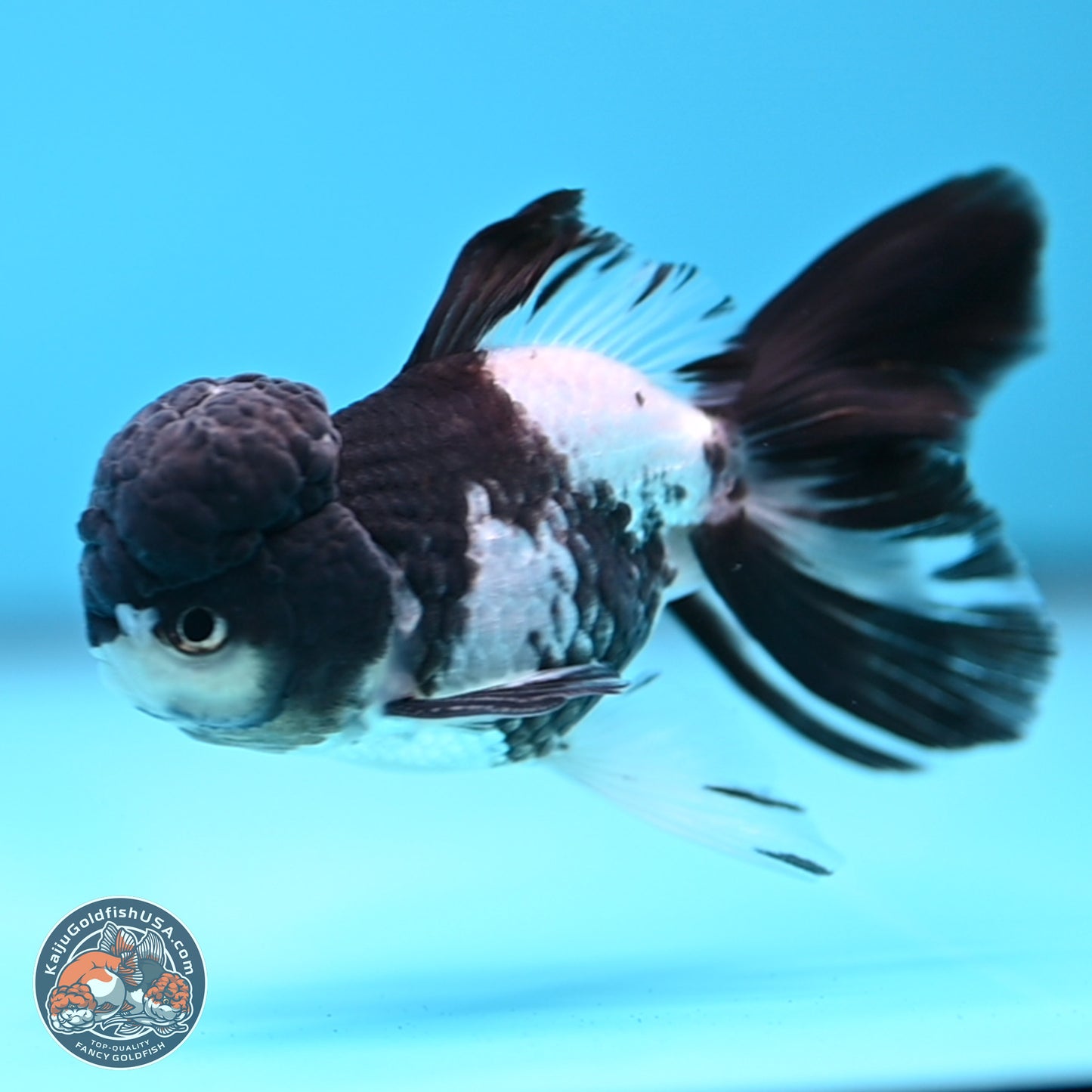 Black Cap Panda Rose Tail Oranda 2.8 inches Body - Male (250314_OR16)