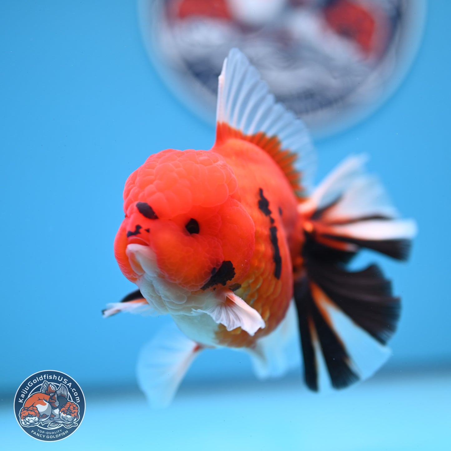 Tiger Broad Tail Oranda 3.5 inches Body - Male (250228_OR16)