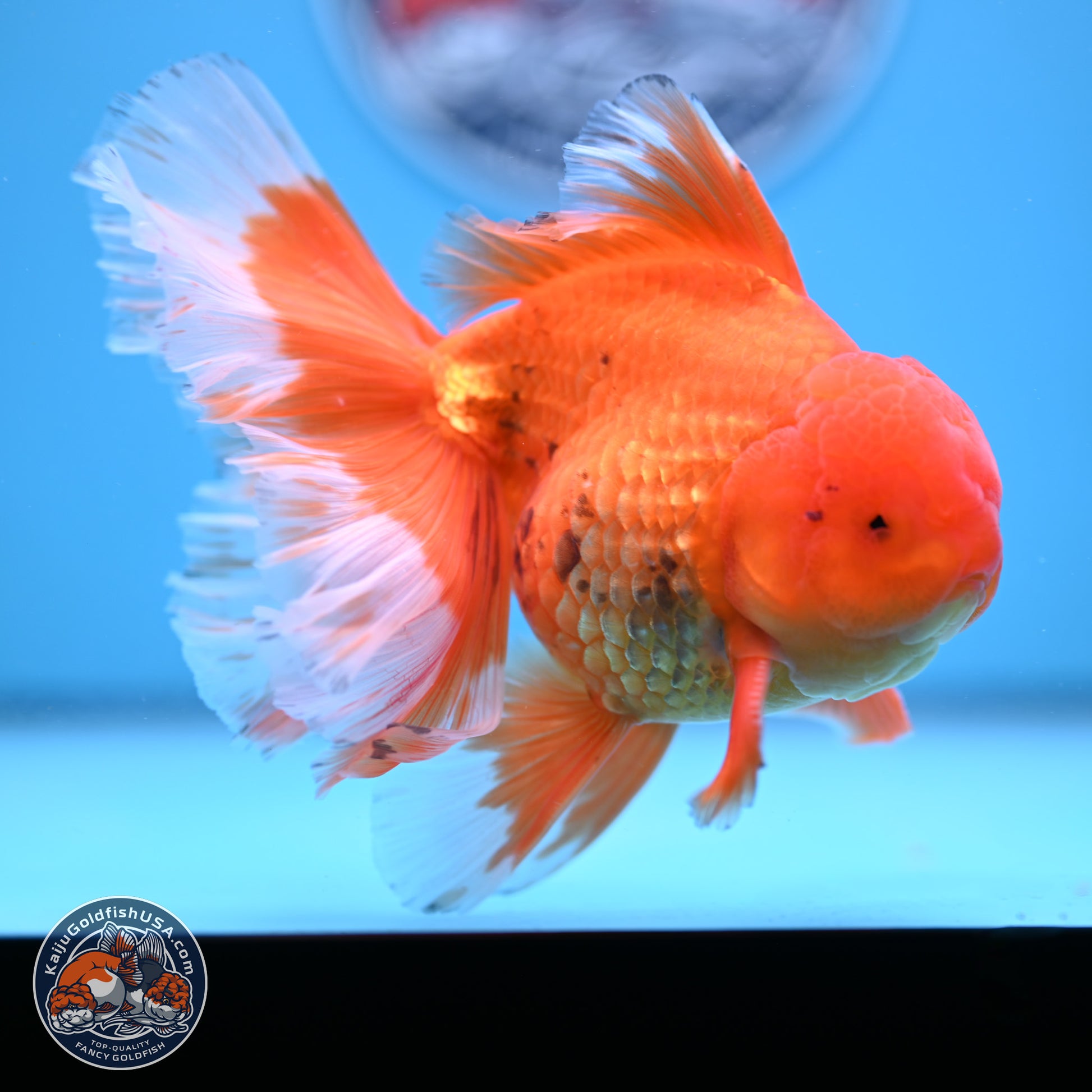 Red White Rose Tail Oranda 4-6.5 inches (240906_OR16) - Kaiju Goldfish USA