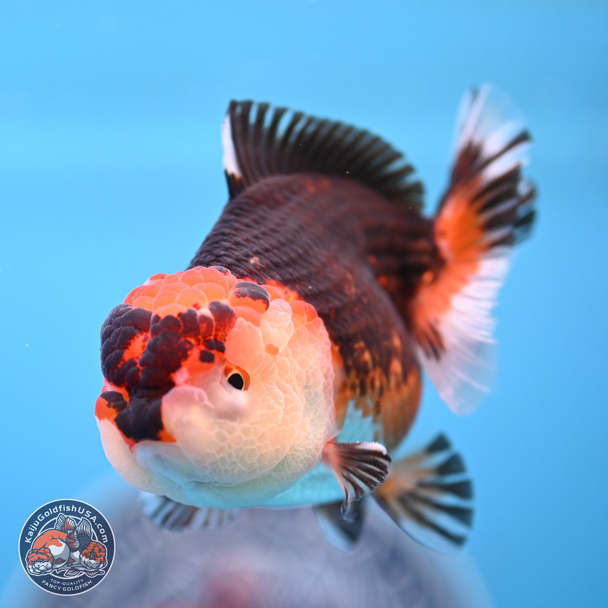 Tricolor Oranda 3.5-4.5 inches (240913_OR16) - Kaiju Goldfish USA