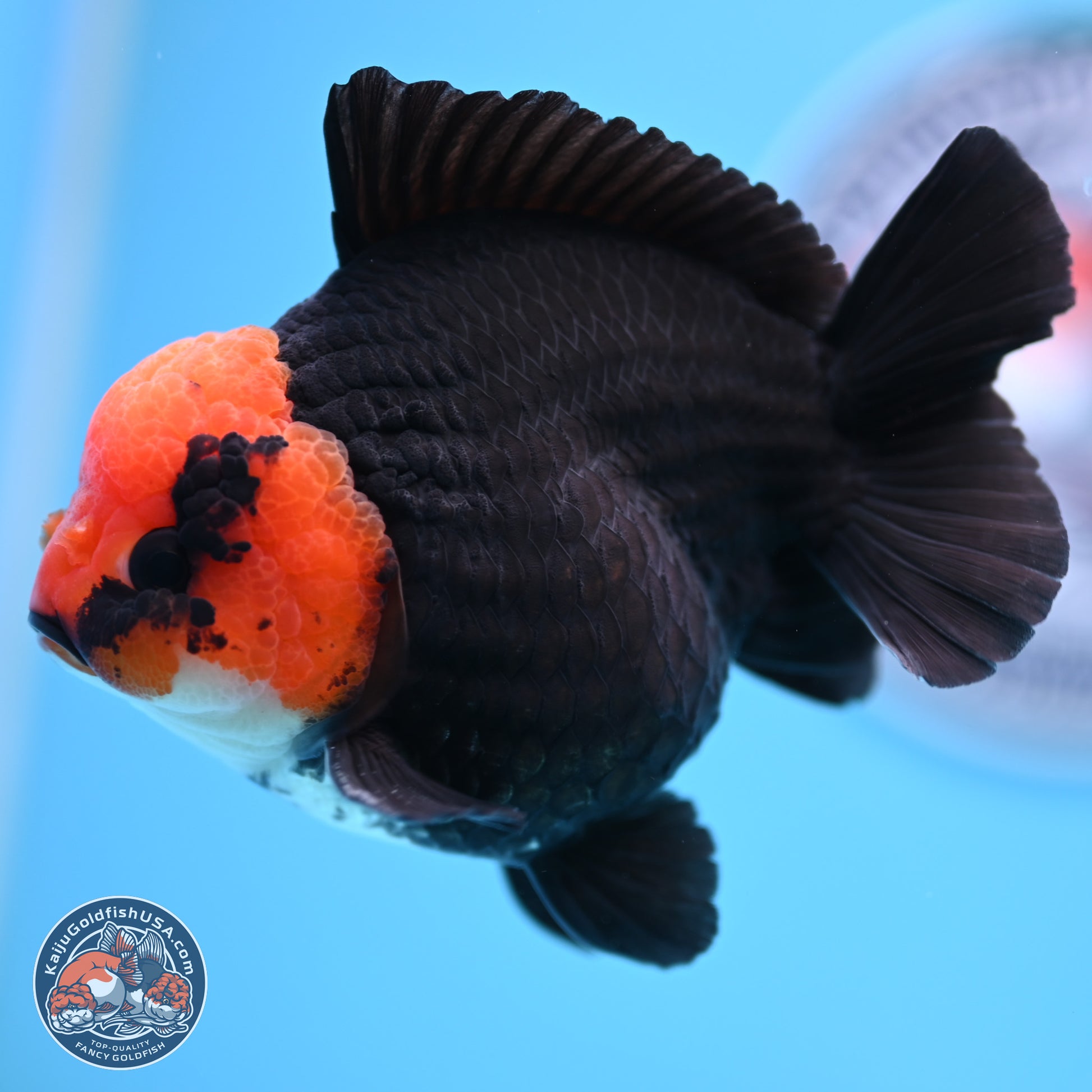 Red Head Apache YuanBao Oranda 4in Body (240816_OR16) - Kaiju Goldfish USA