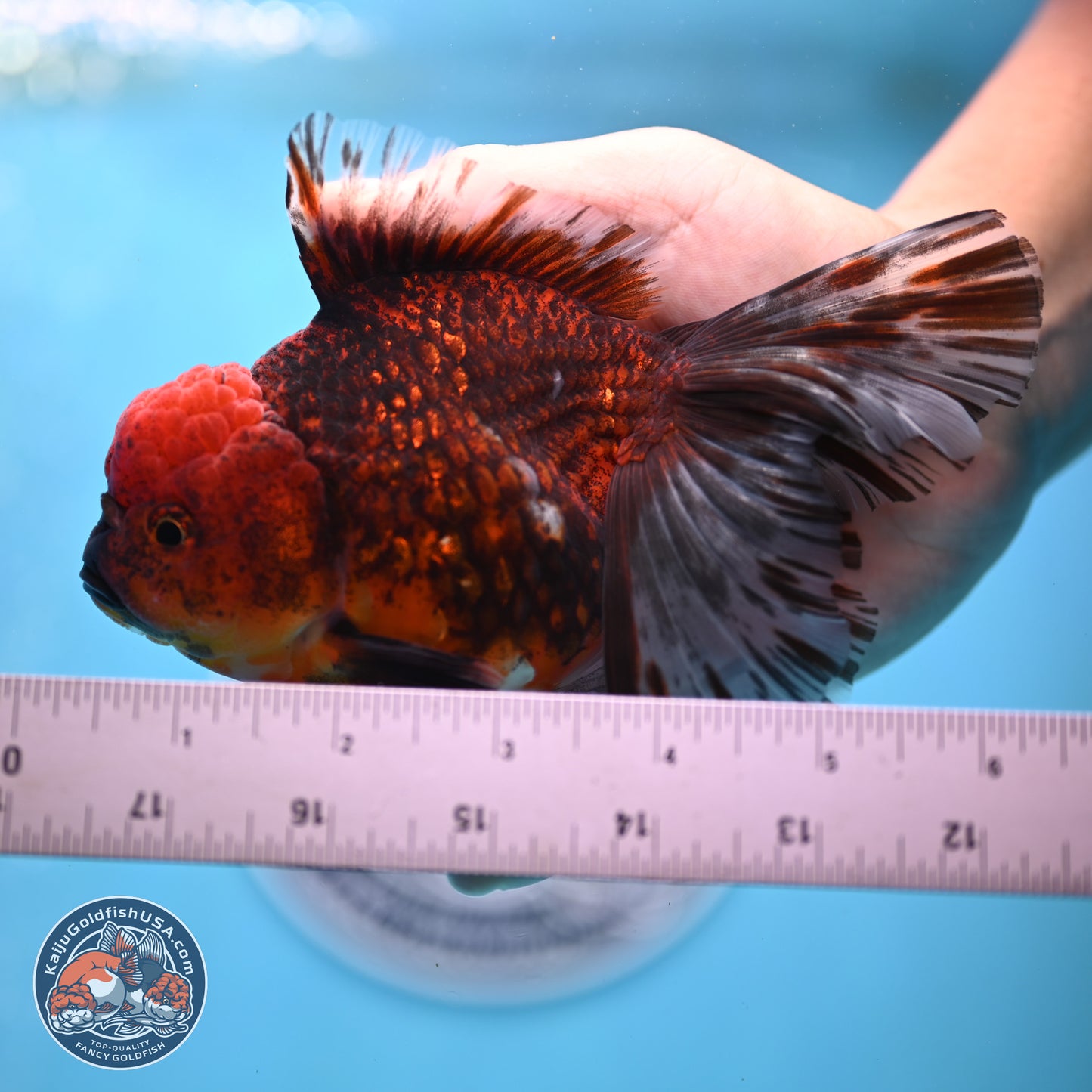 Red Kirin Rose Tail Oranda 6 inches - Male (241129_OR16) - Kaiju Goldfish USA