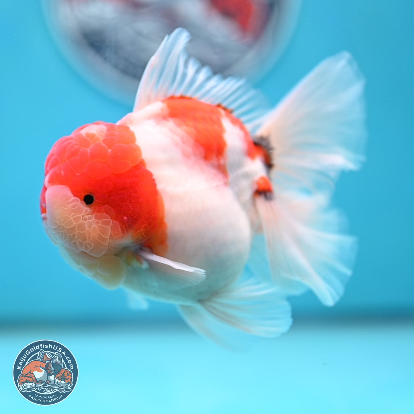 Tricolor Sakura Rose Tail Oranda 3.5 inches Body - Male (250214_OR16)