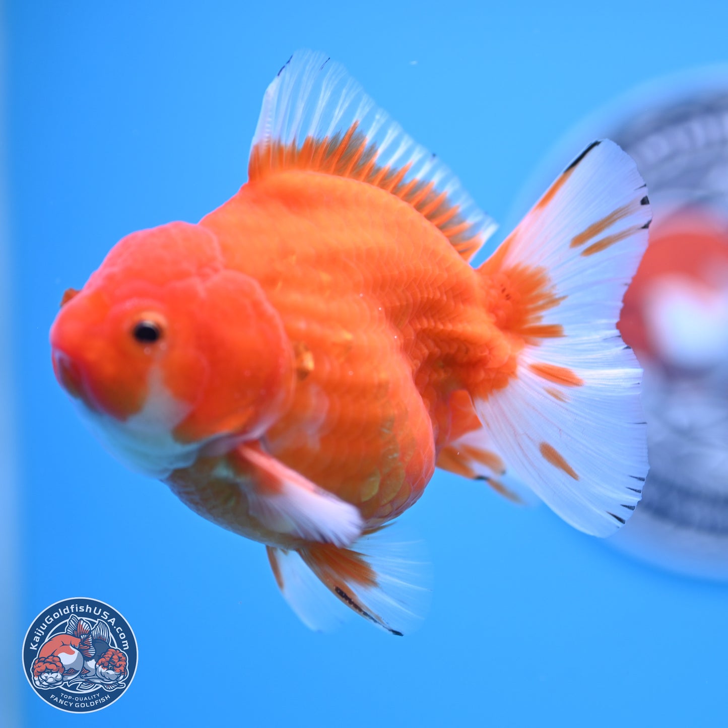 Shogun Sakura Oranda 3.75 inches Body - Male (250207_OR16)