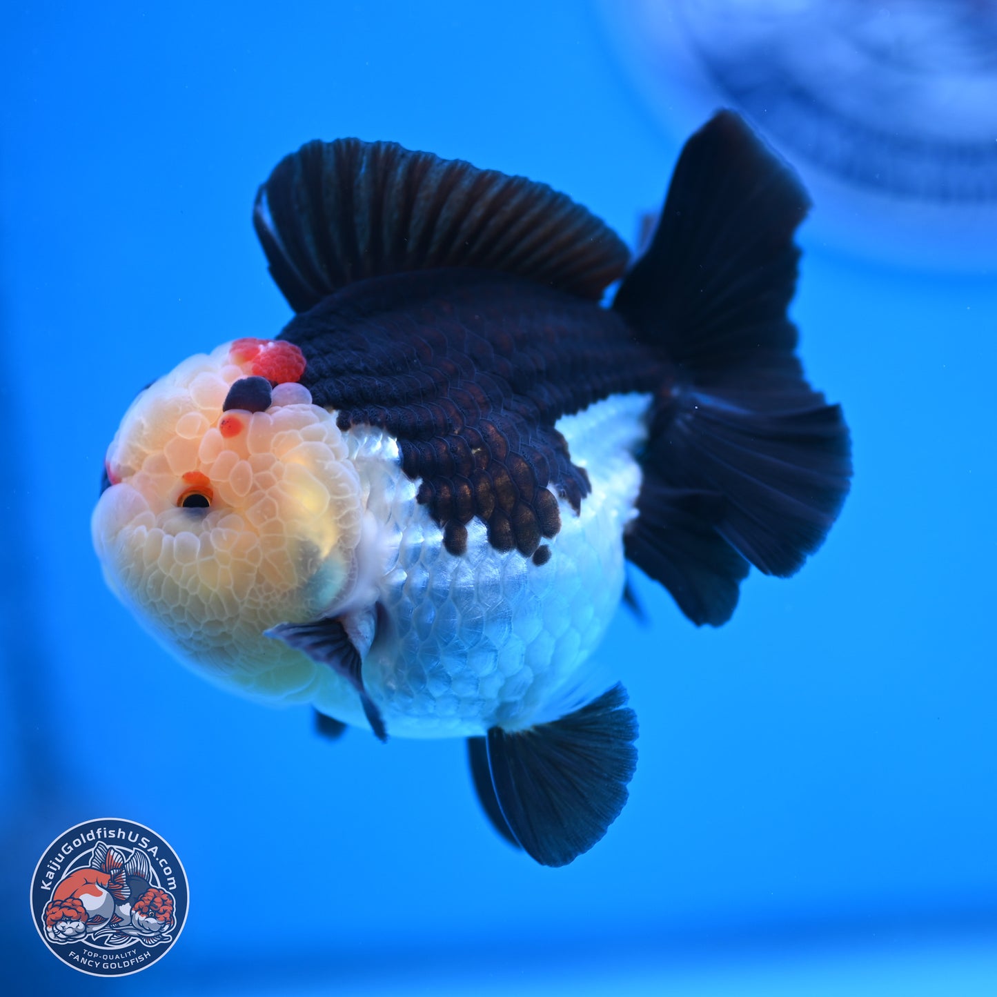 Tricolor YuanBao Oranda 3.5 inches Body - Male (241227_OR16) - Kaiju Goldfish USA