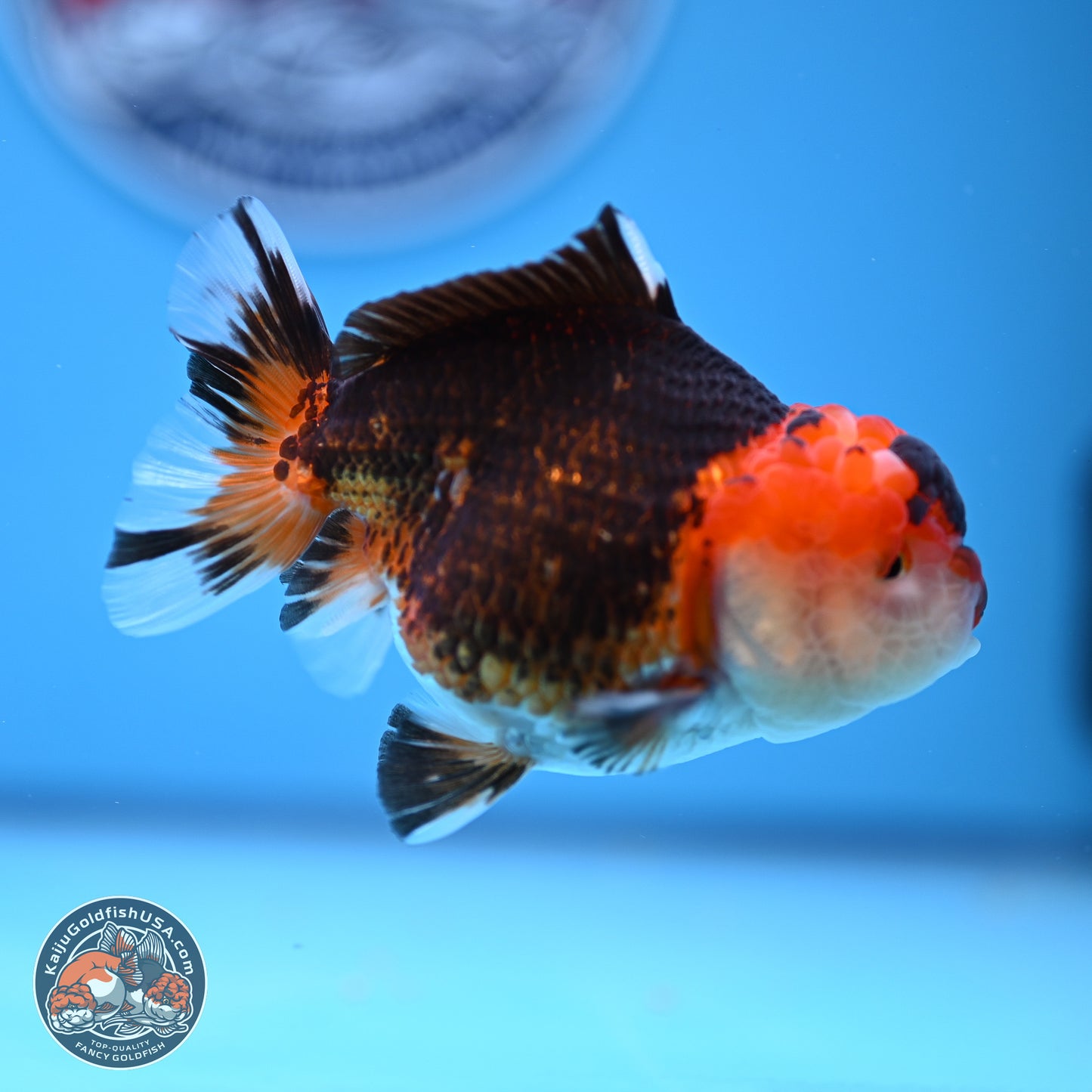 Tricolor Oranda 3.5-4.5 inches (240913_OR16) - Kaiju Goldfish USA