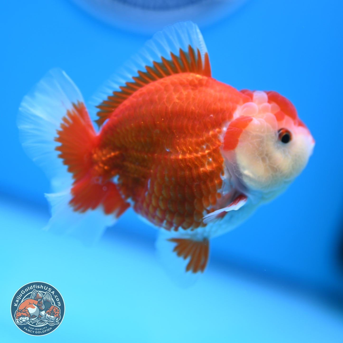 Red White YuanBao Oranda 4 inches (241018_OR16)