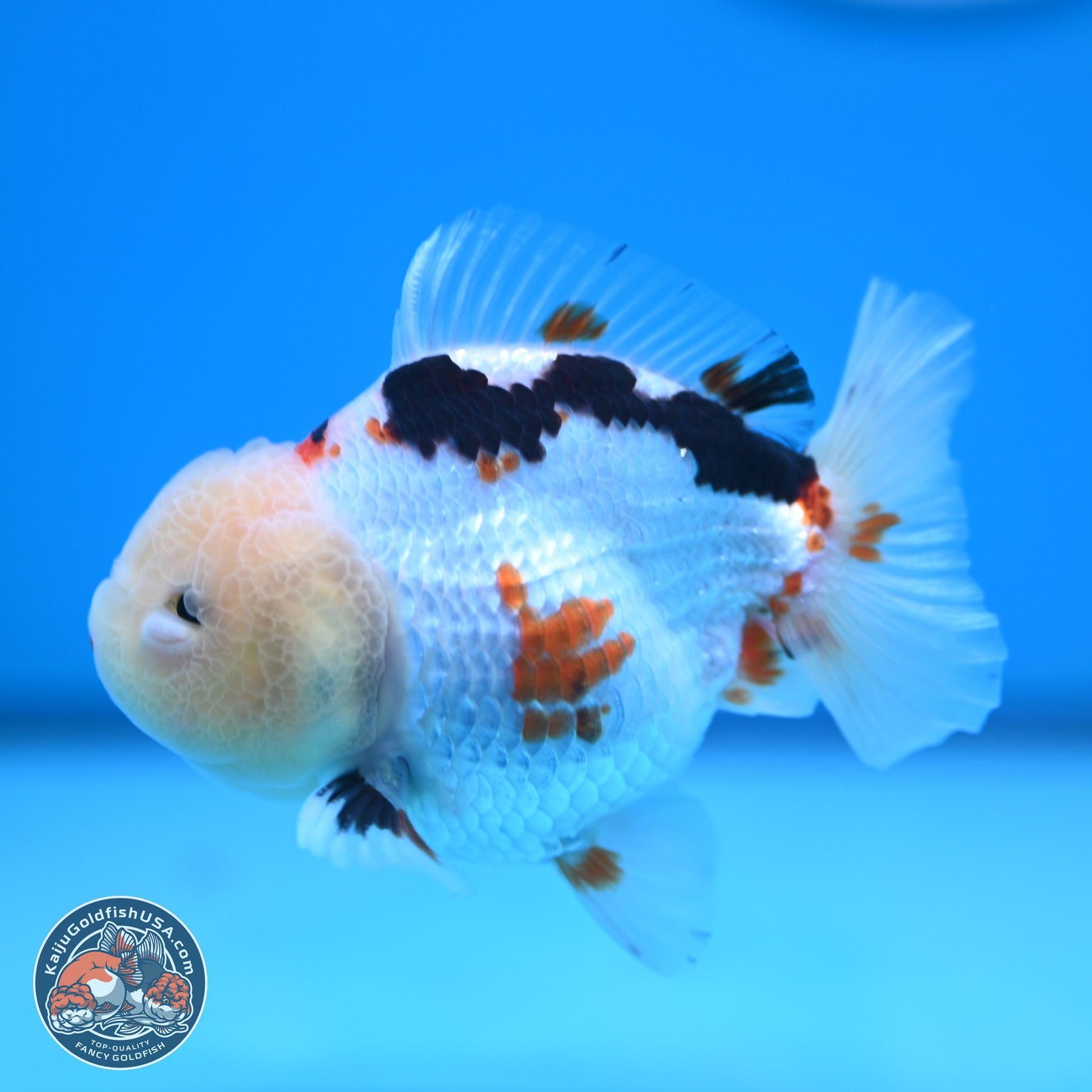 Tricolor Oranda 3.5-4 inches (241004_OR16) - Kaiju Goldfish USA