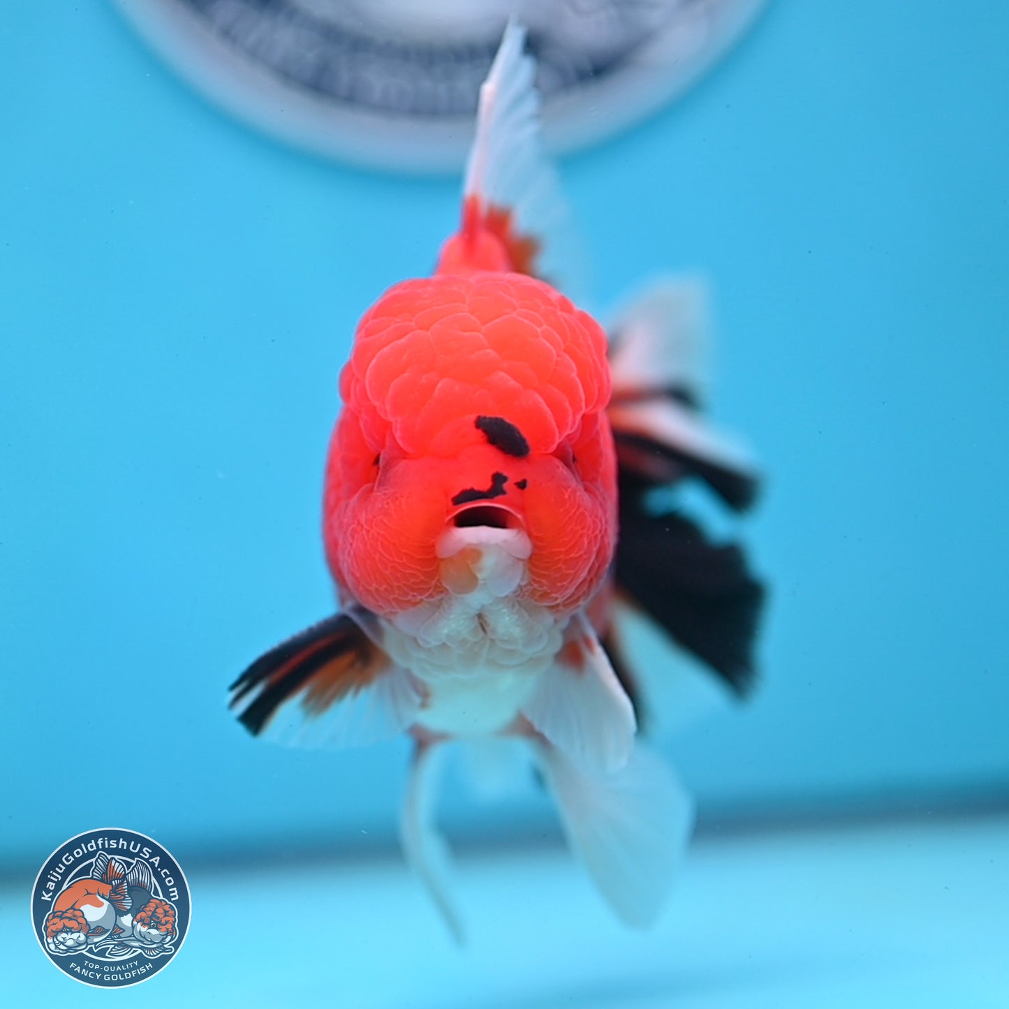Tiger Broad Tail Oranda 3.5 inches Body - Male (250228_OR16)