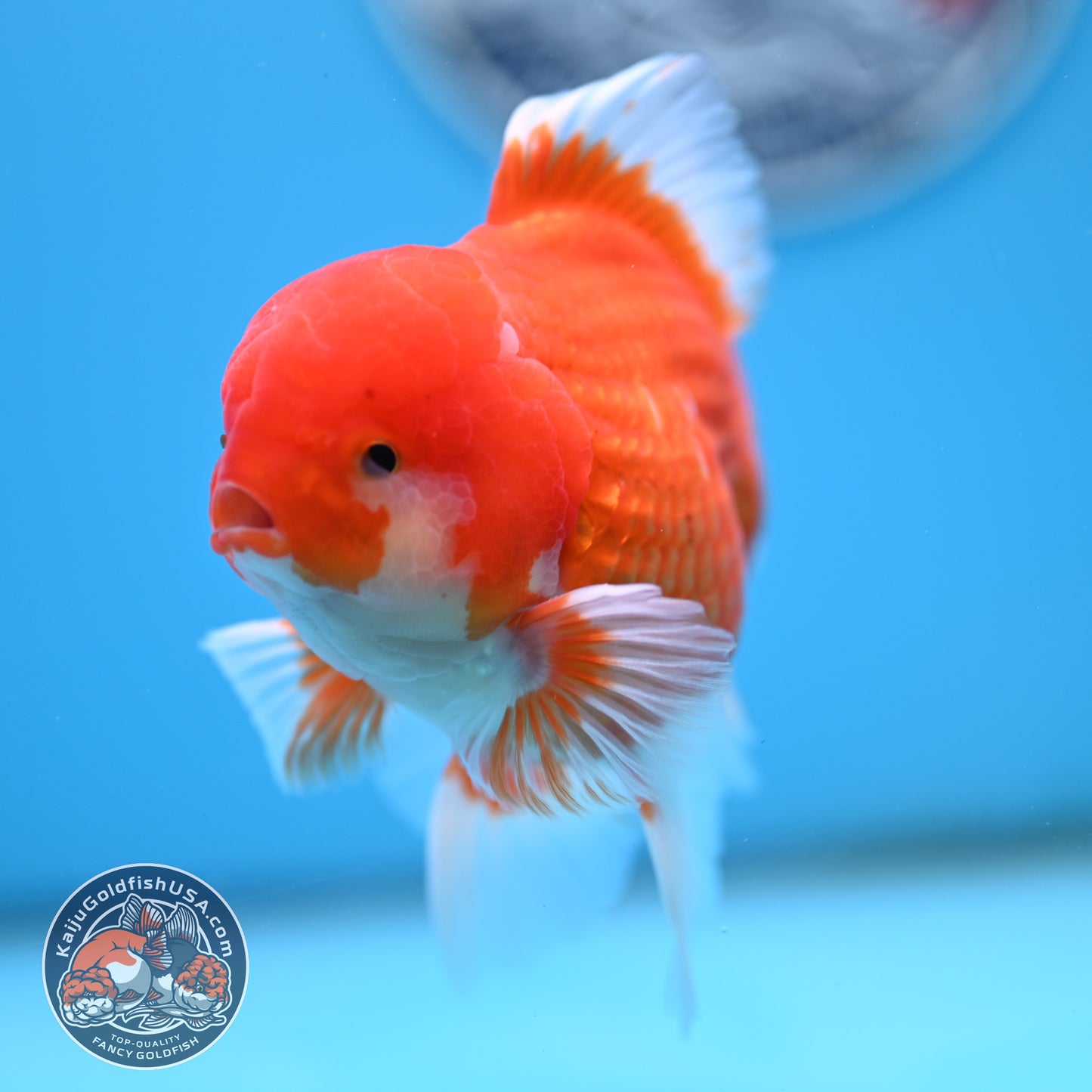 Red White Rose Tail Oranda 4 inches Body - Male (250418_OR16)