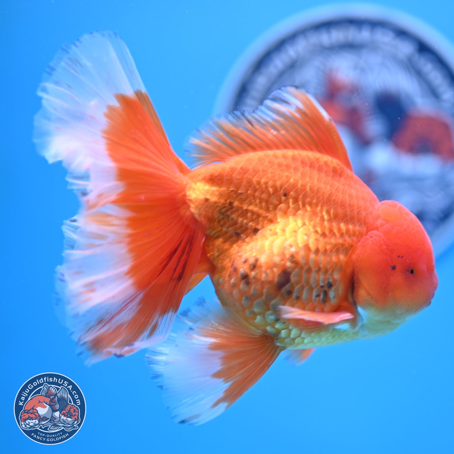 Red White Rose Tail Oranda 4-6.5 inches (240906_OR16) - Kaiju Goldfish USA