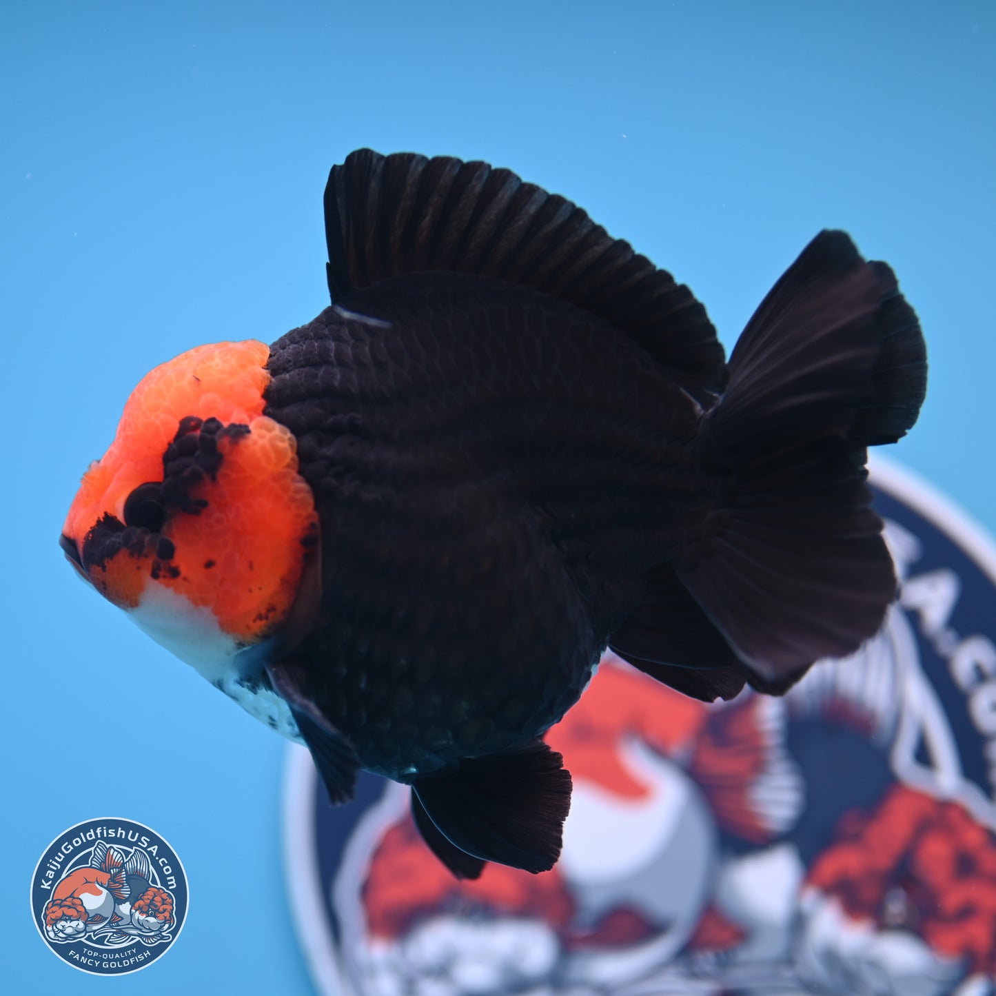 Red Head Apache YuanBao Oranda 4in Body (240816_OR16) - Kaiju Goldfish USA