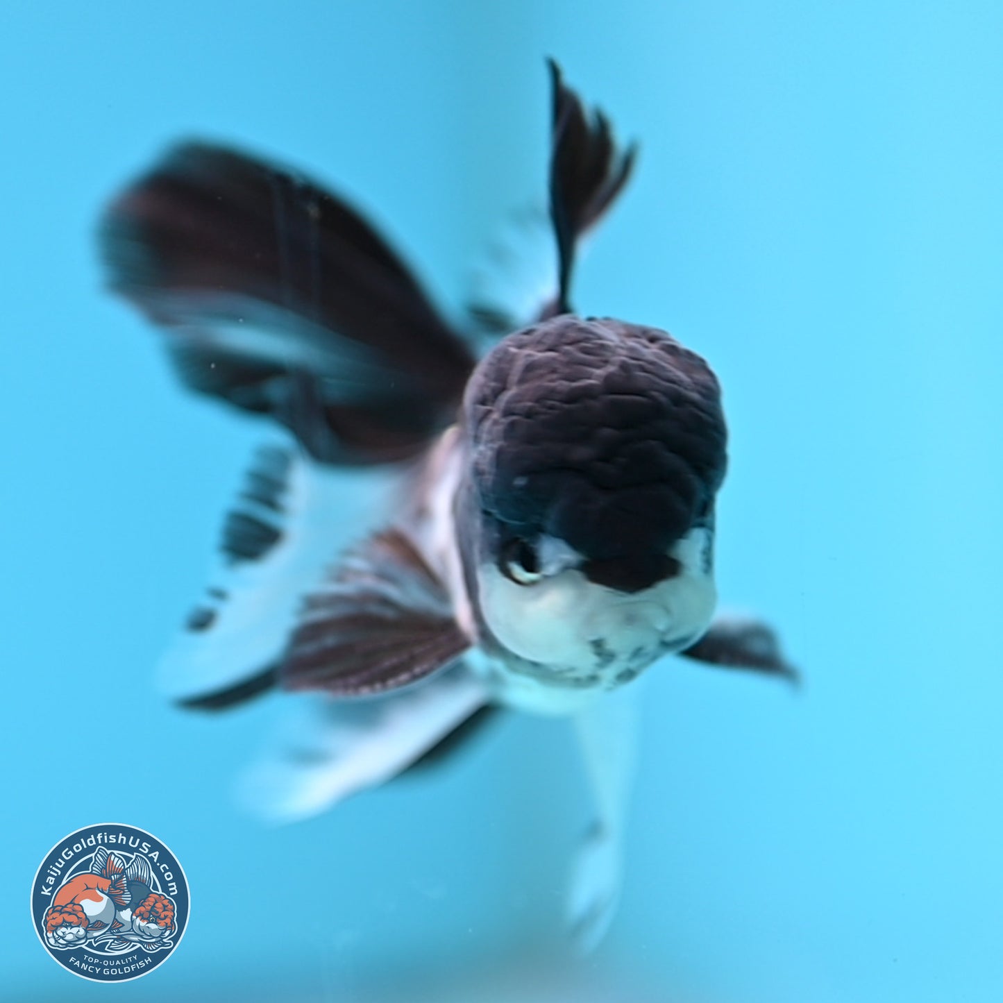 Black Cap Panda Rose Tail Oranda 2.8 inches Body - Male (250314_OR16)