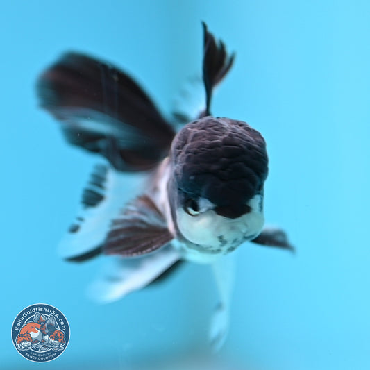 Black Cap Panda Rose Tail Oranda 2.8 inches Body - Male (250314_OR16)