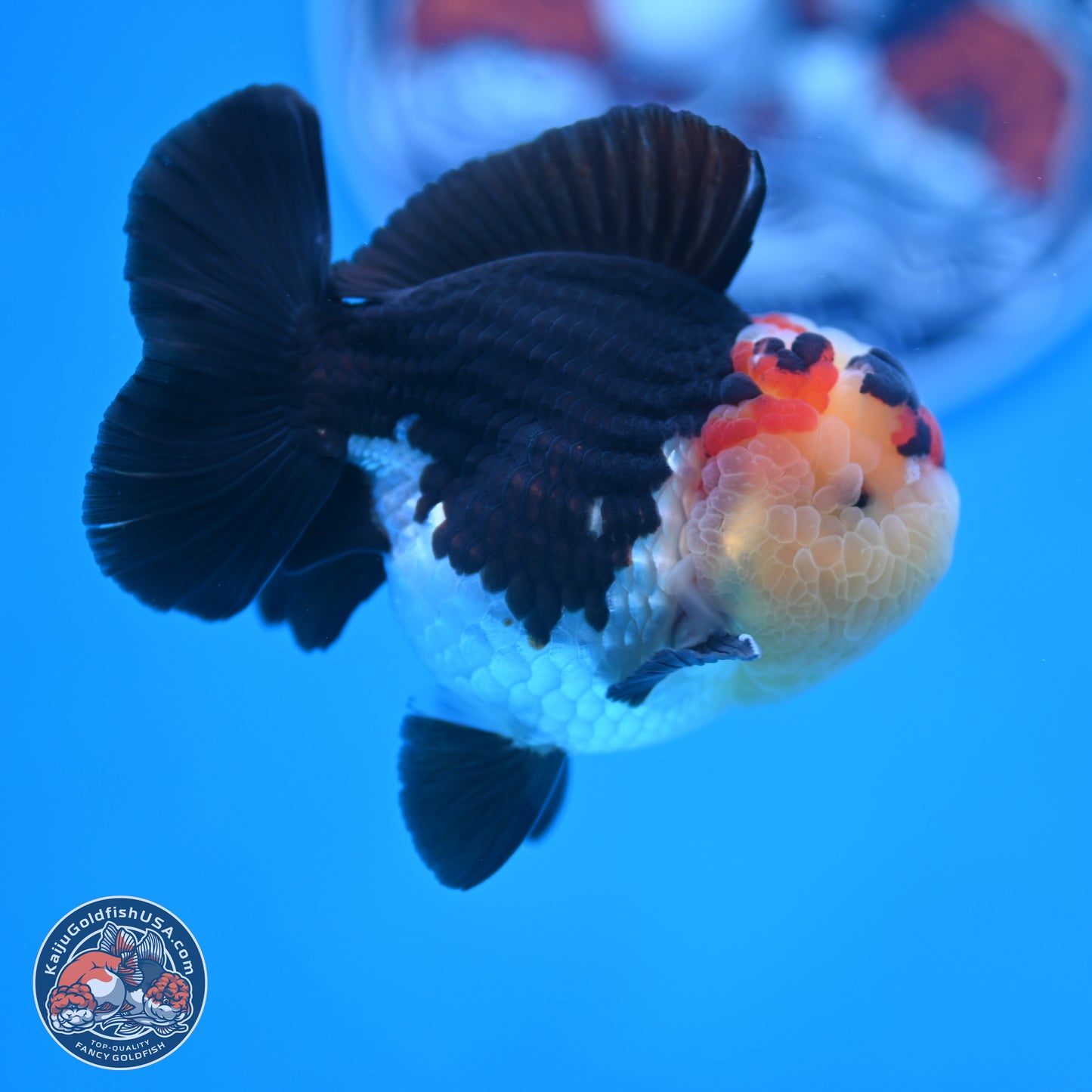 Tricolor YuanBao Oranda 3.5 inches Body - Male (241227_OR16) - Kaiju Goldfish USA