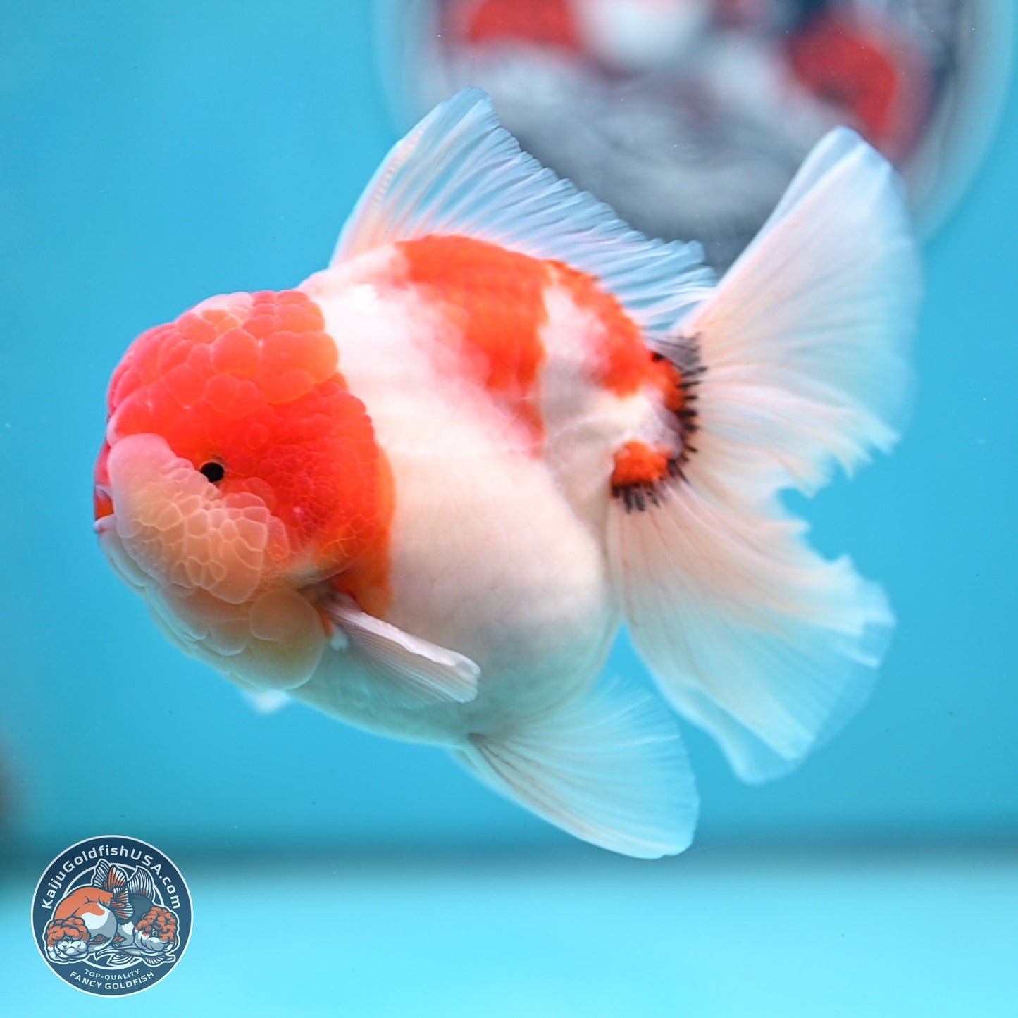 Tricolor Sakura Rose Tail Oranda 3.5 inches Body - Male (250214_OR16)