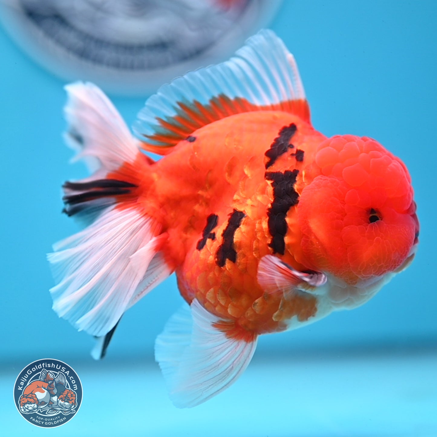 Tiger Broad Tail Oranda 3.5 inches Body - Male (250228_OR16)