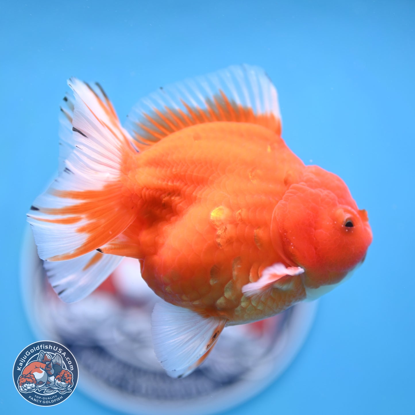 Shogun Sakura Oranda 3.75 inches Body - Male (250207_OR16)