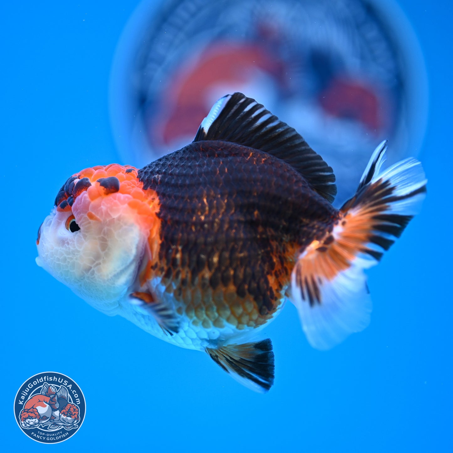 Tricolor Oranda 3.5-4.5 inches (240913_OR16) - Kaiju Goldfish USA