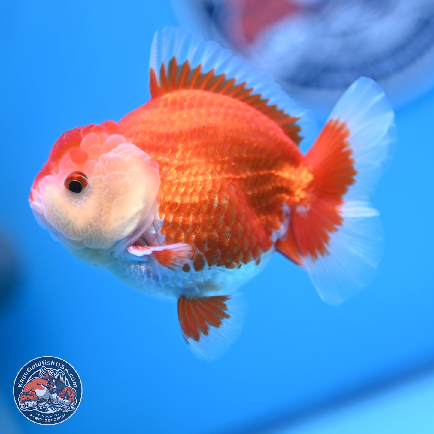 Red White YuanBao Oranda 4 inches (241018_OR16)