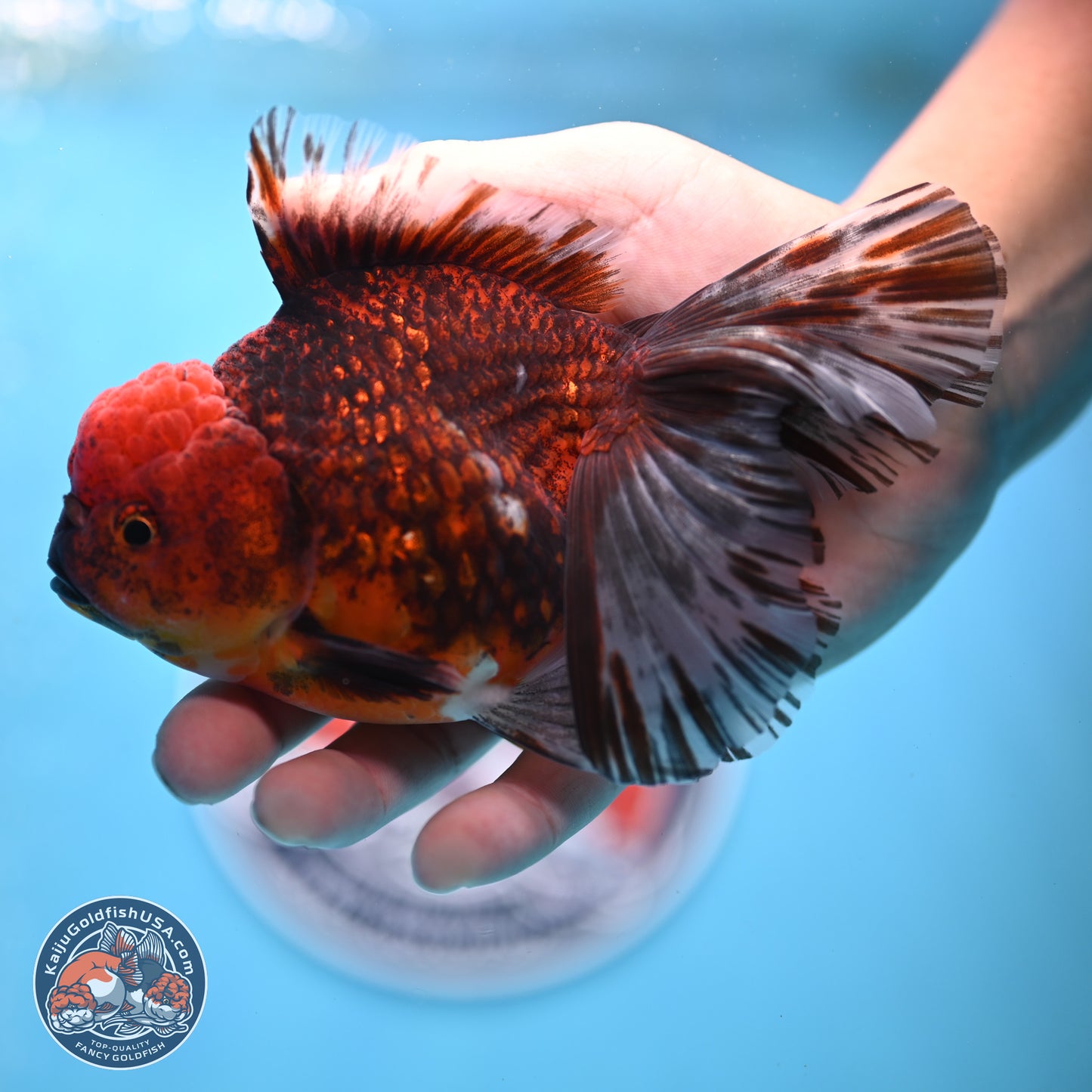 Red Kirin Rose Tail Oranda 6 inches - Male (241129_OR16) - Kaiju Goldfish USA