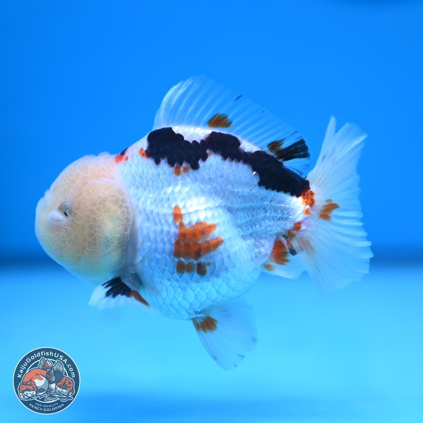 Tricolor Oranda 3.5-4 inches (241004_OR16) - Kaiju Goldfish USA