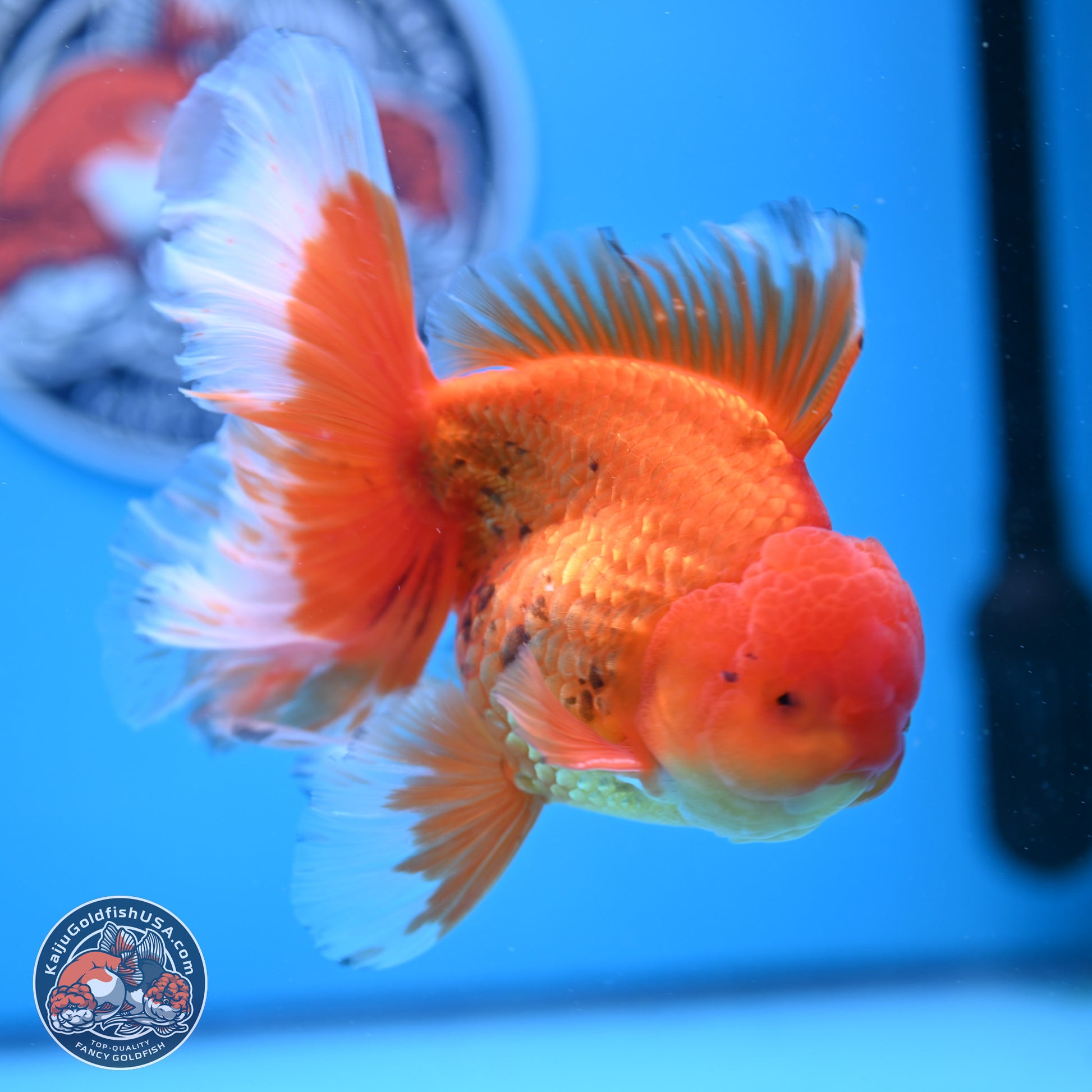 Red White Rose Tail Oranda 4-6.5 inches (240906_OR16) - Kaiju Goldfish USA