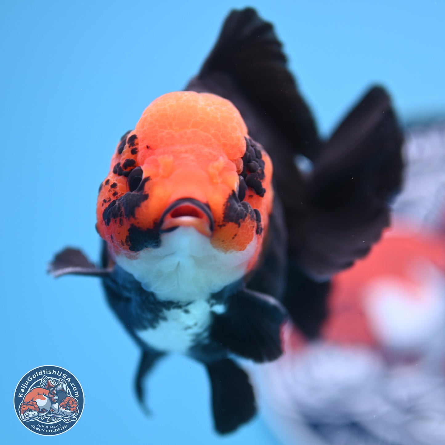 Red Head Apache YuanBao Oranda 4in Body (240816_OR16) - Kaiju Goldfish USA