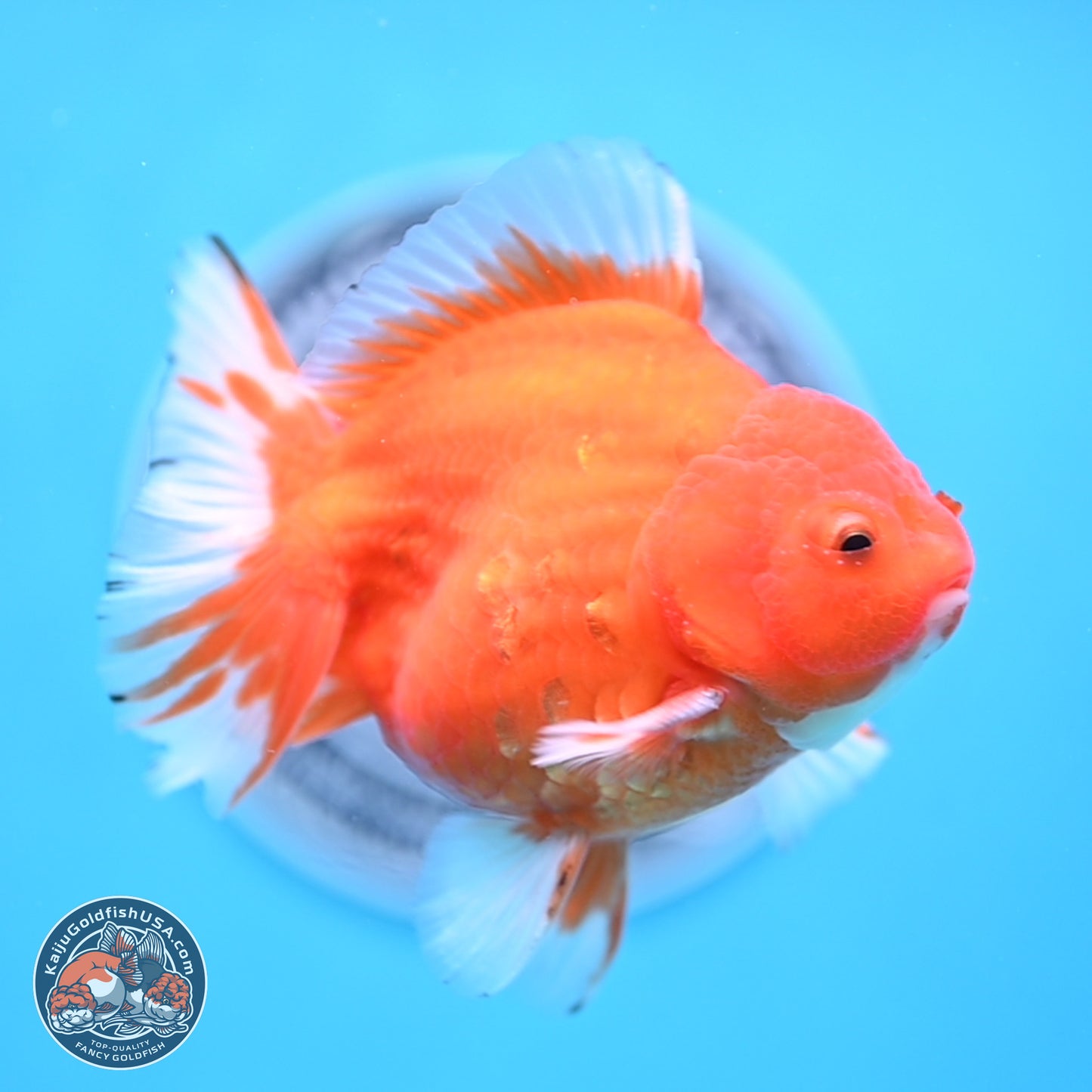 Shogun Sakura Oranda 3.75 inches Body - Male (250207_OR16)