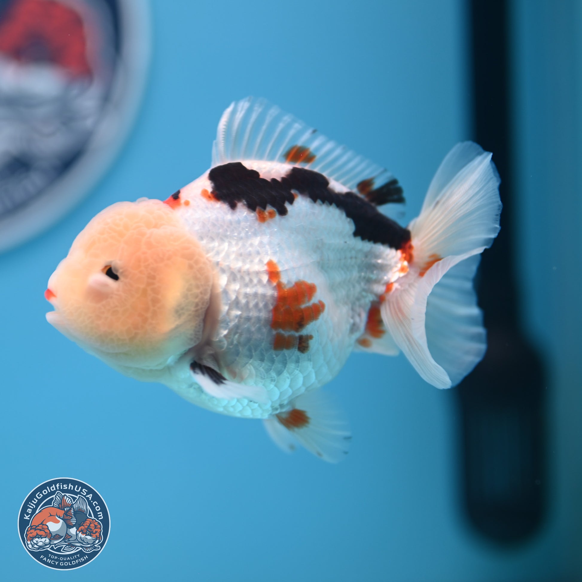 Tricolor Oranda 3.5-4 inches (241004_OR16) - Kaiju Goldfish USA