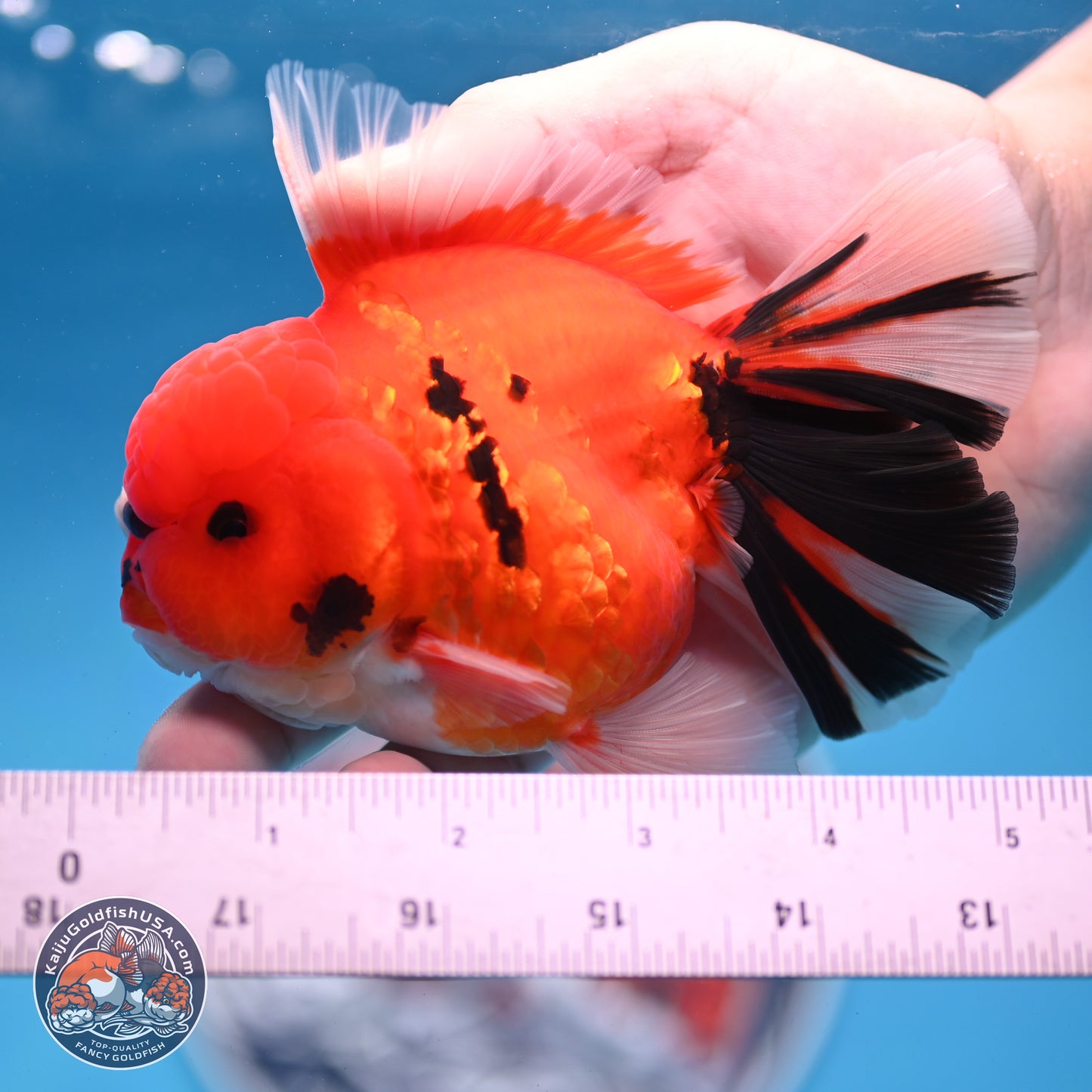 Tiger Broad Tail Oranda 3.5 inches Body - Male (250228_OR16)
