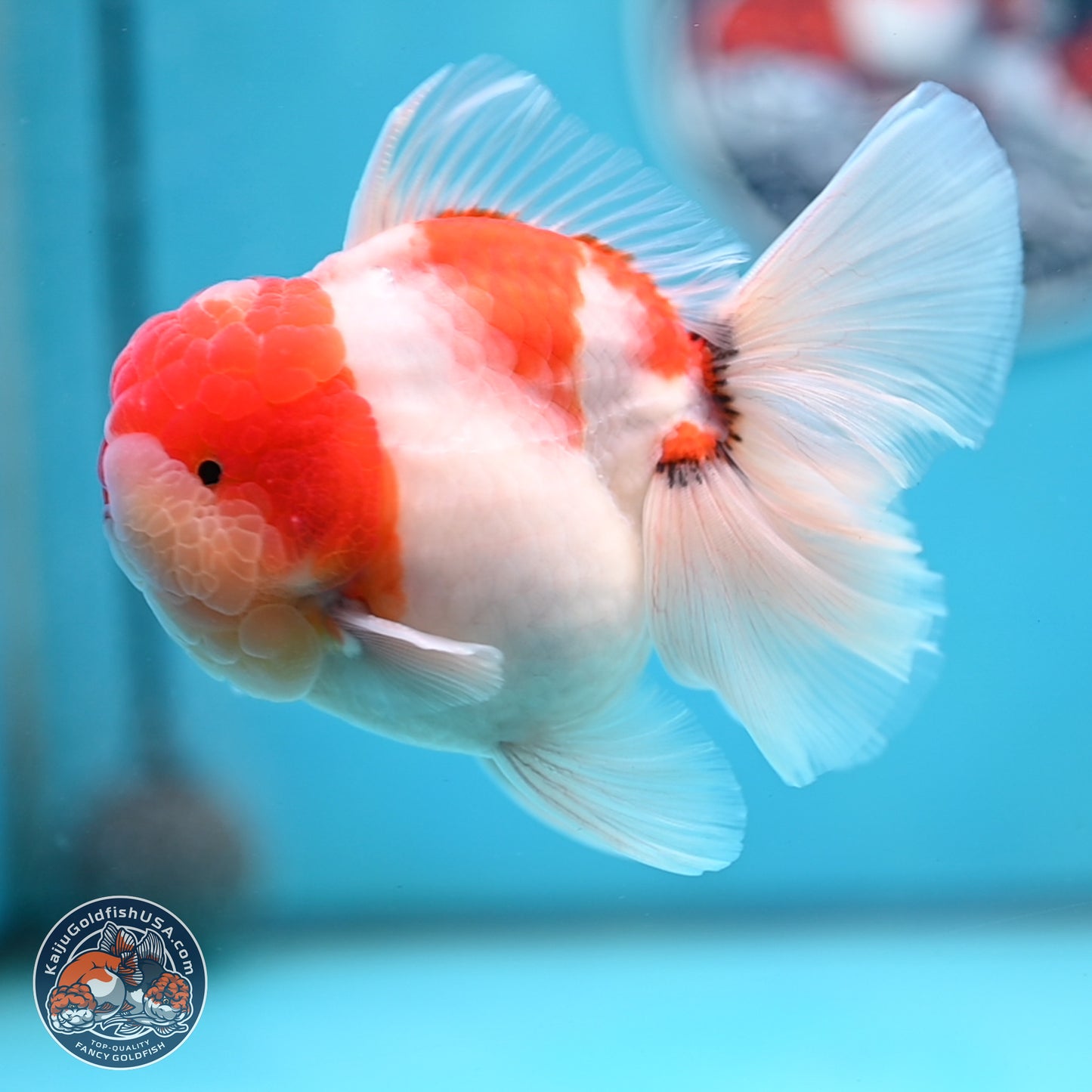 Tricolor Sakura Rose Tail Oranda 3.5 inches Body - Male (250214_OR16)