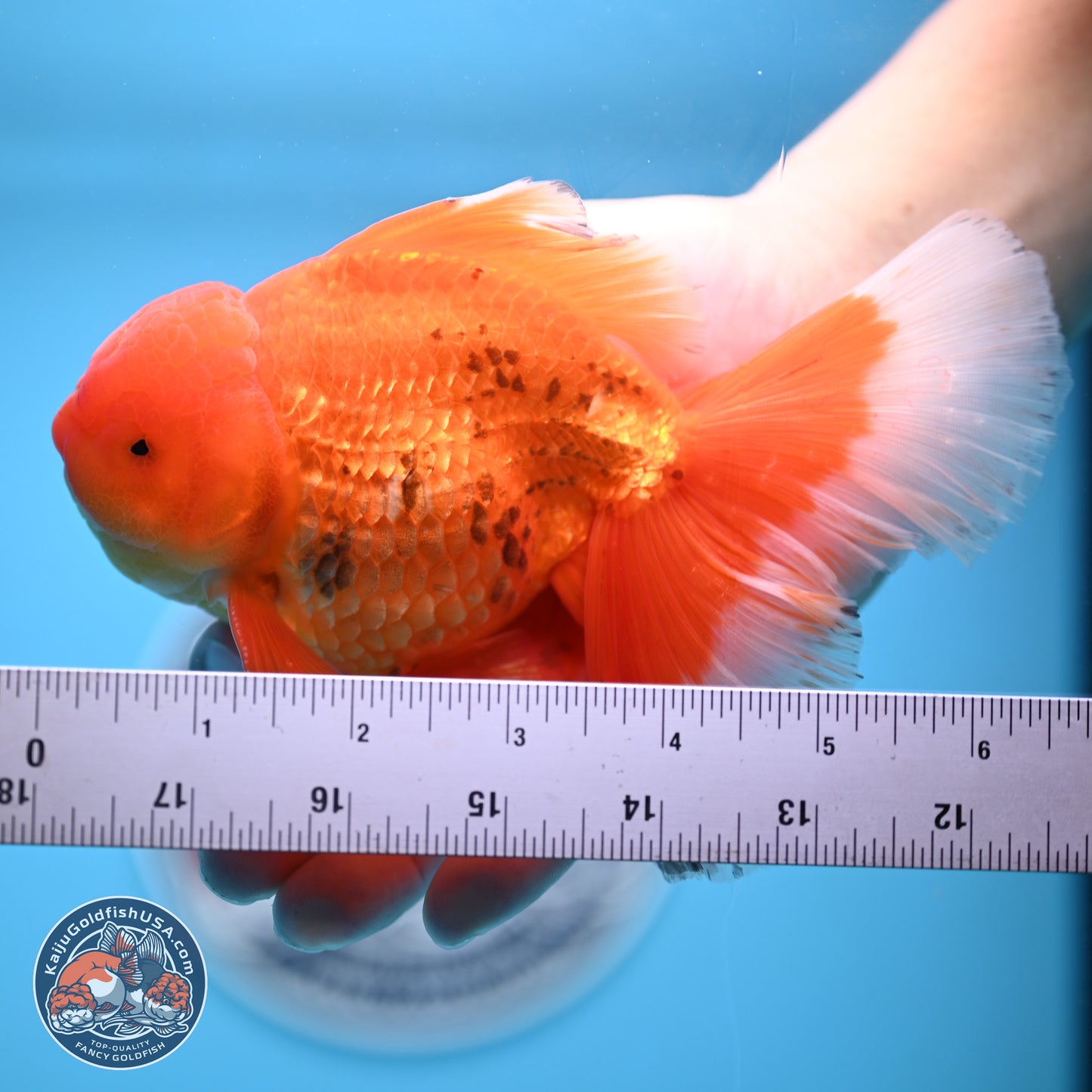 Red White Rose Tail Oranda 4-6.5 inches (240906_OR16) - Kaiju Goldfish USA