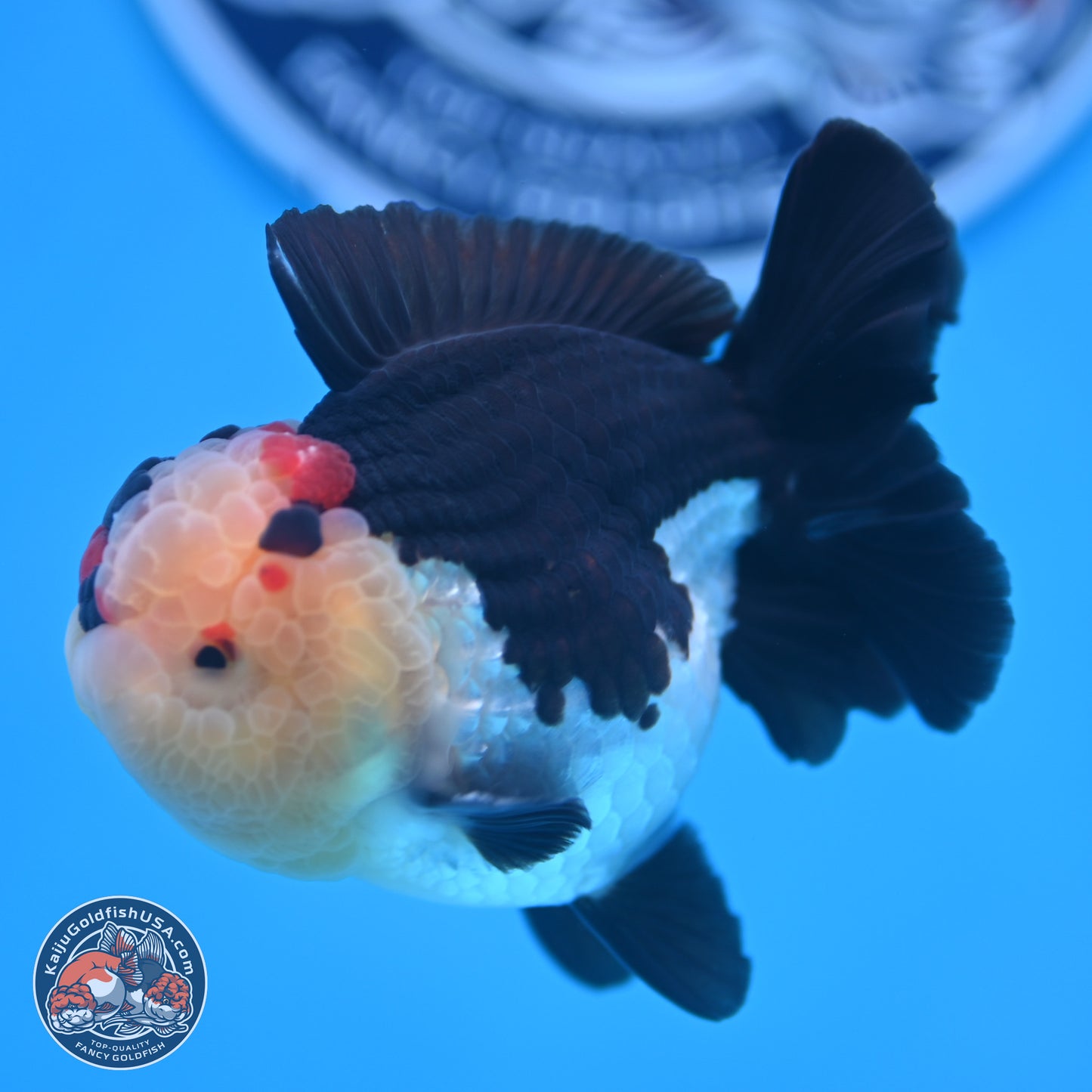 Tricolor YuanBao Oranda 3.5 inches Body - Male (241227_OR16) - Kaiju Goldfish USA