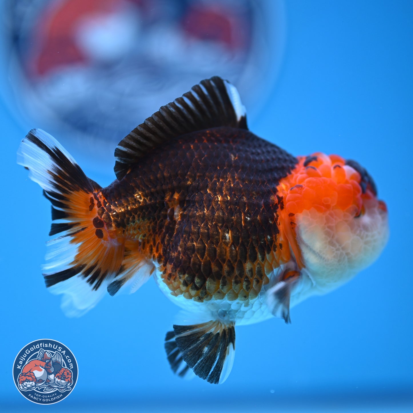 Tricolor Oranda 3.5-4.5 inches (240913_OR16) - Kaiju Goldfish USA