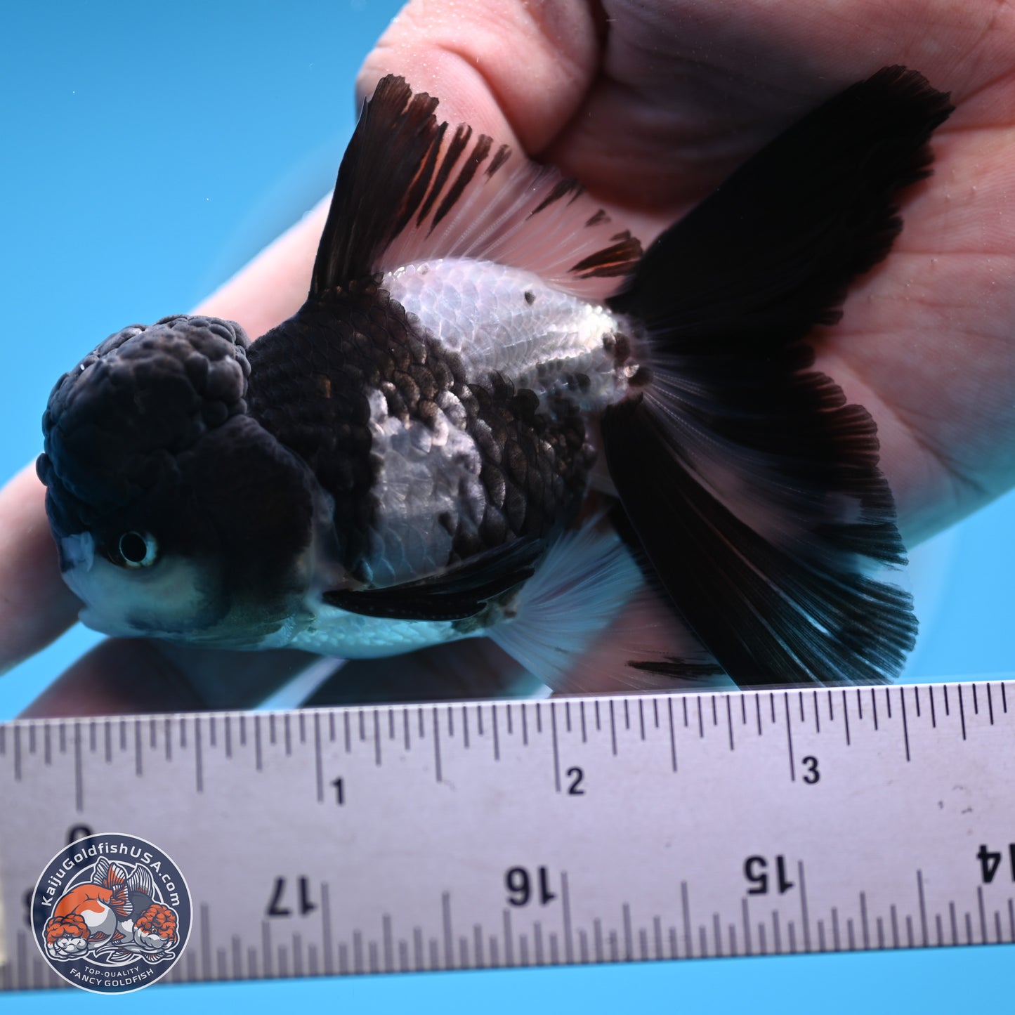 Black Cap Panda Rose Tail Oranda 2.8 inches Body - Male (250314_OR16)