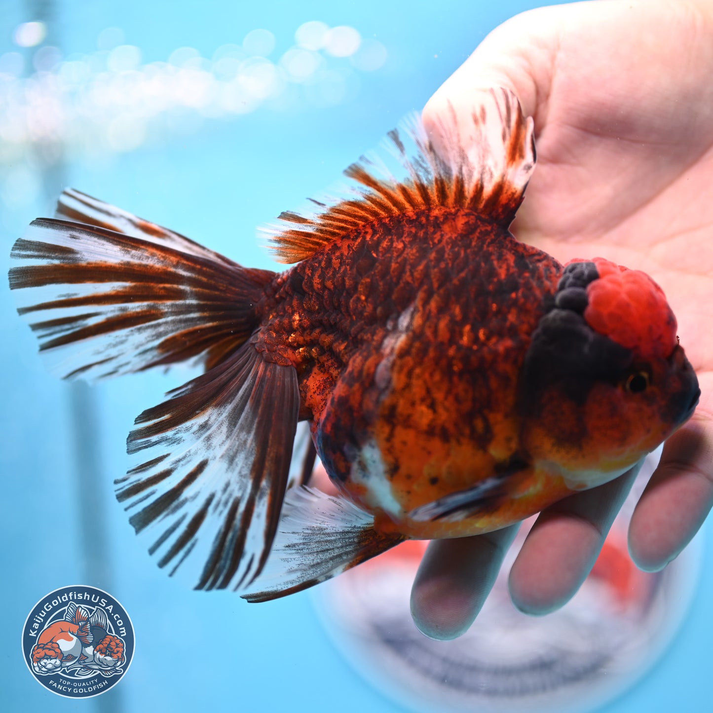 Red Kirin Rose Tail Oranda 6 inches - Male (241129_OR16) - Kaiju Goldfish USA