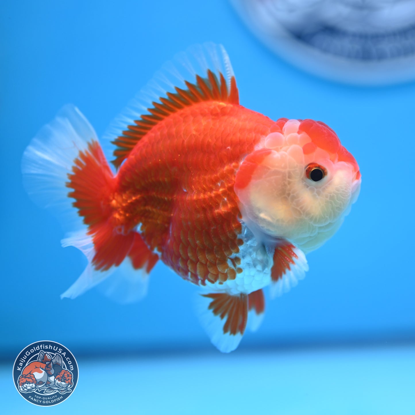 Red White YuanBao Oranda 4 inches (241018_OR16)