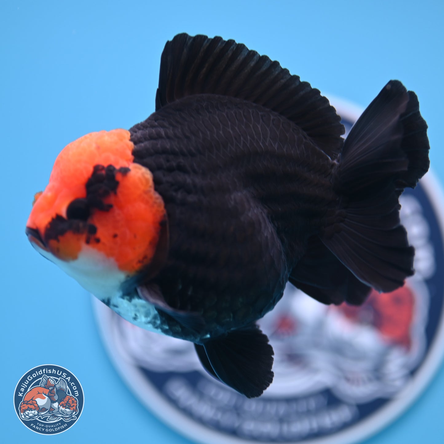 Red Head Apache YuanBao Oranda 4in Body (240816_OR16) - Kaiju Goldfish USA