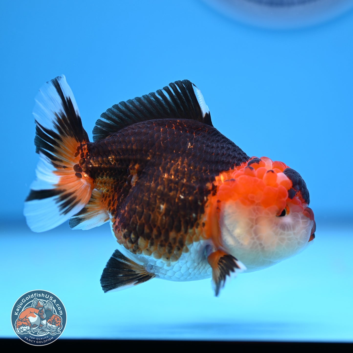 Tricolor Oranda 3.5-4.5 inches (240913_OR16) - Kaiju Goldfish USA