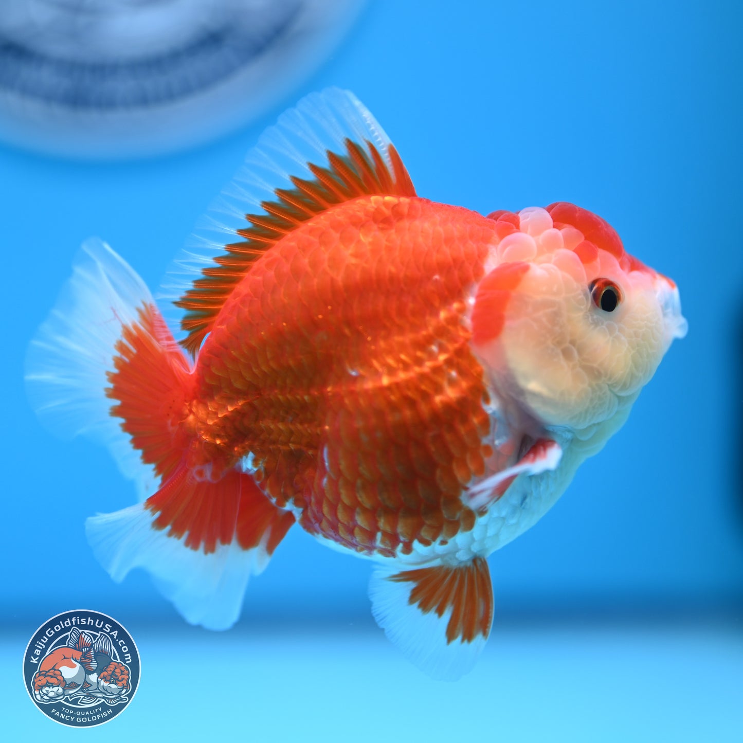 Red White YuanBao Oranda 4 inches (241018_OR16)