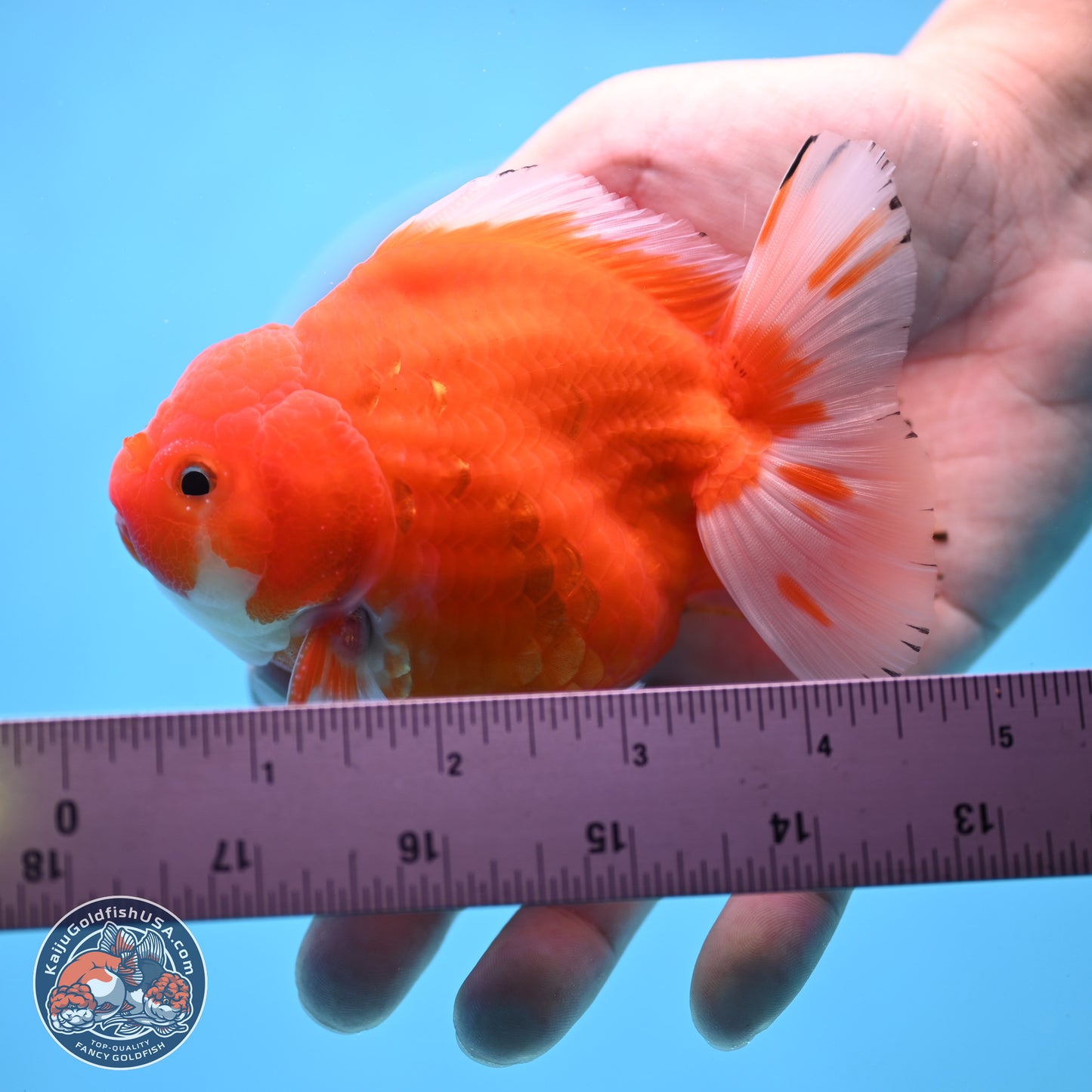 Shogun Sakura Oranda 3.75 inches Body - Male (250207_OR16)