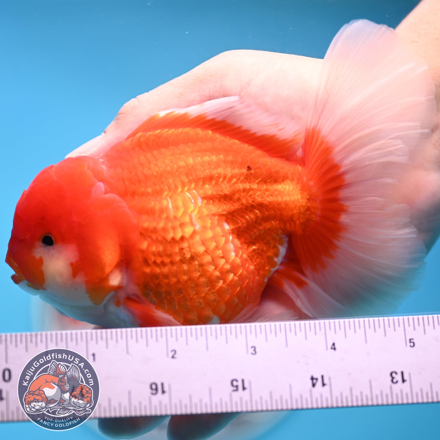 Red White Rose Tail Oranda 4 inches Body - Male (250418_OR16)