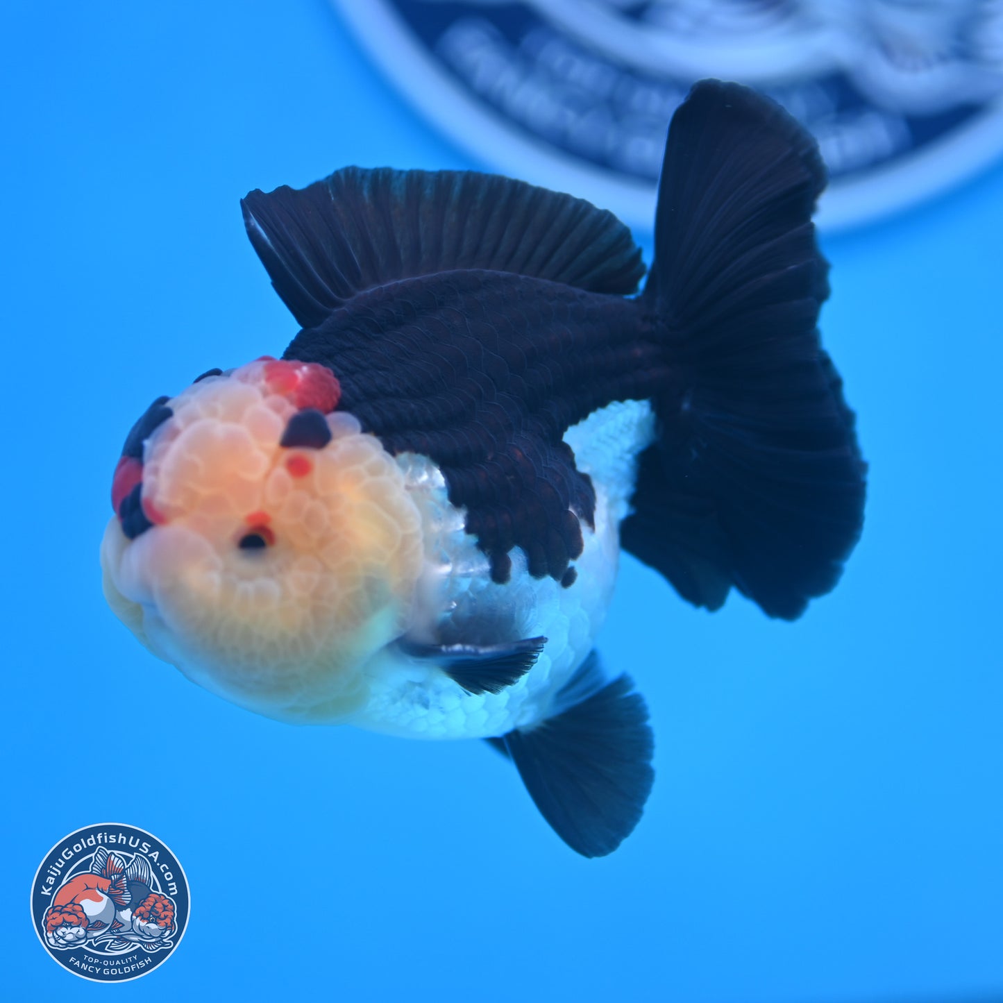 Tricolor YuanBao Oranda 3.5 inches Body - Male (241227_OR16) - Kaiju Goldfish USA