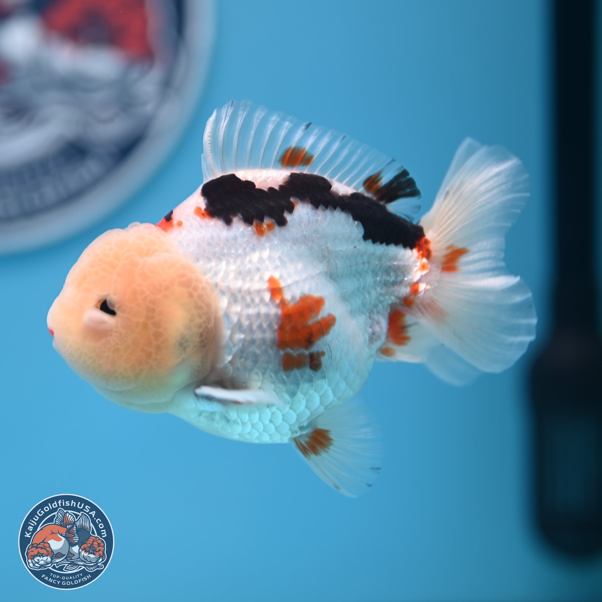 Tricolor Oranda 3.5-4 inches (241004_OR16) - Kaiju Goldfish USA