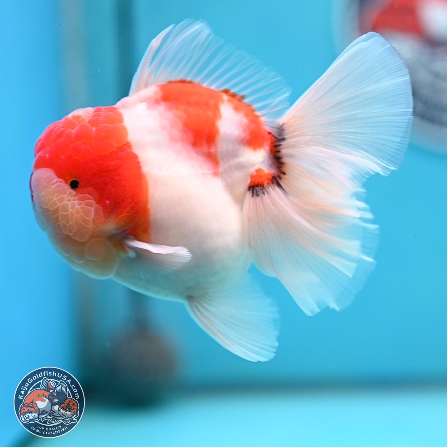 Tricolor Sakura Rose Tail Oranda 3.5 inches Body - Male (250214_OR16)