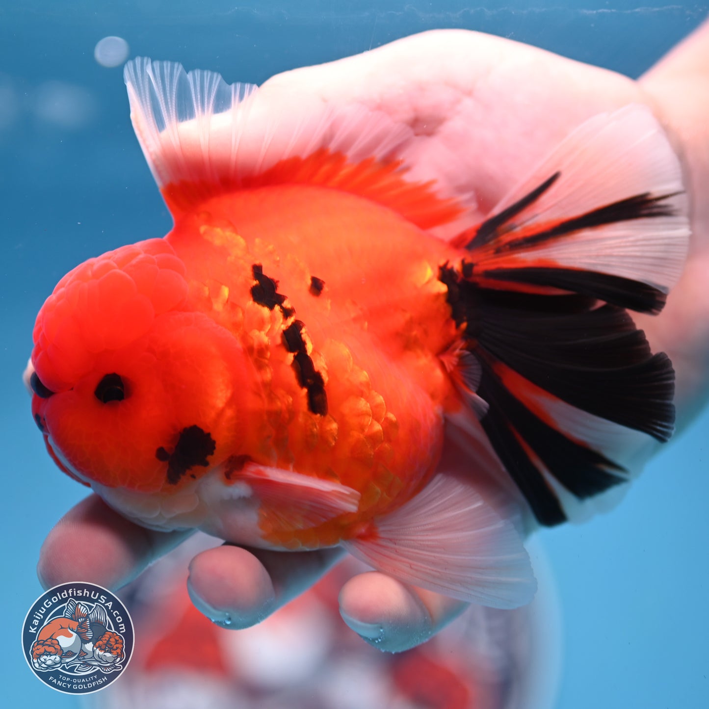 Tiger Broad Tail Oranda 3.5 inches Body - Male (250228_OR16)