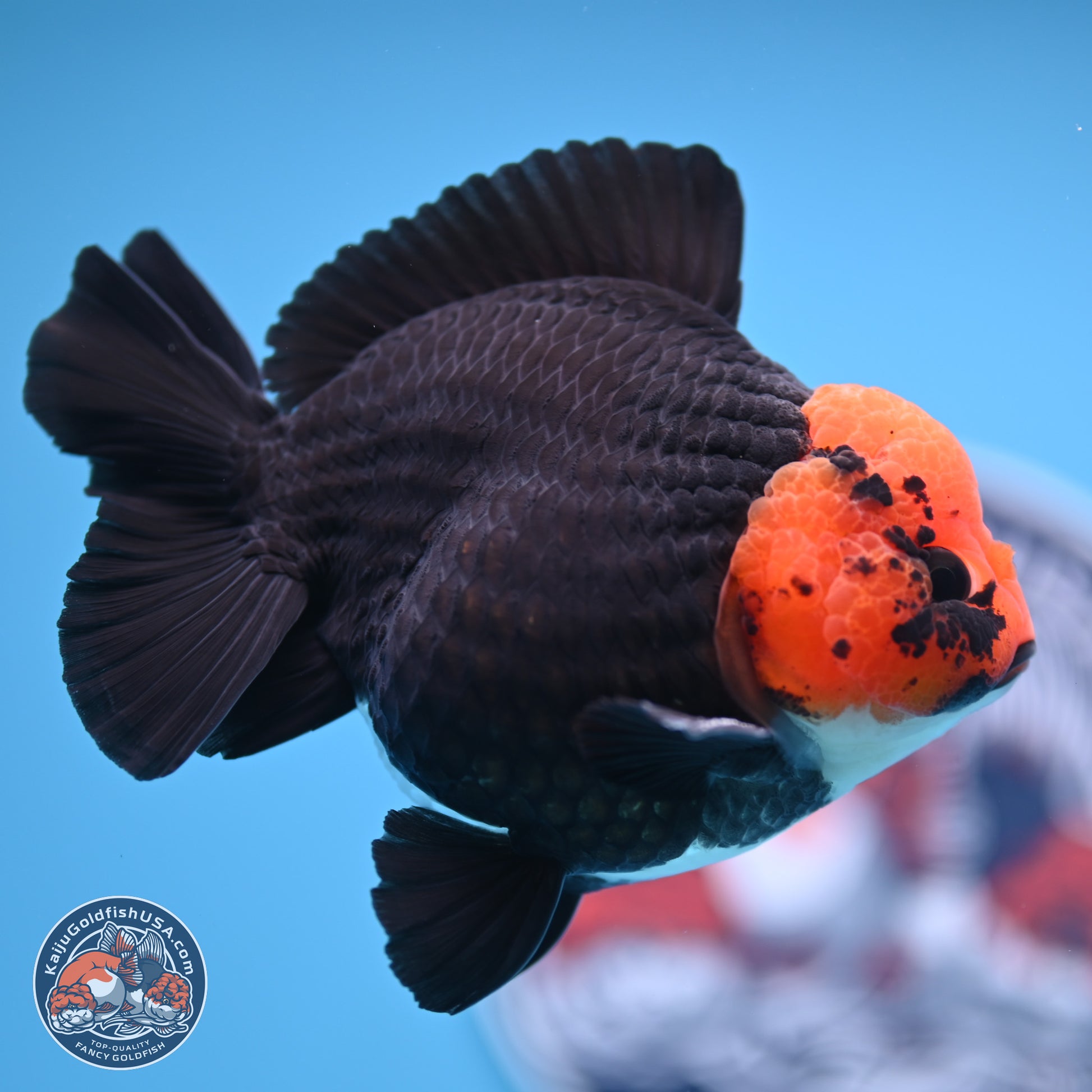 Red Head Apache YuanBao Oranda 4in Body (240816_OR16) - Kaiju Goldfish USA