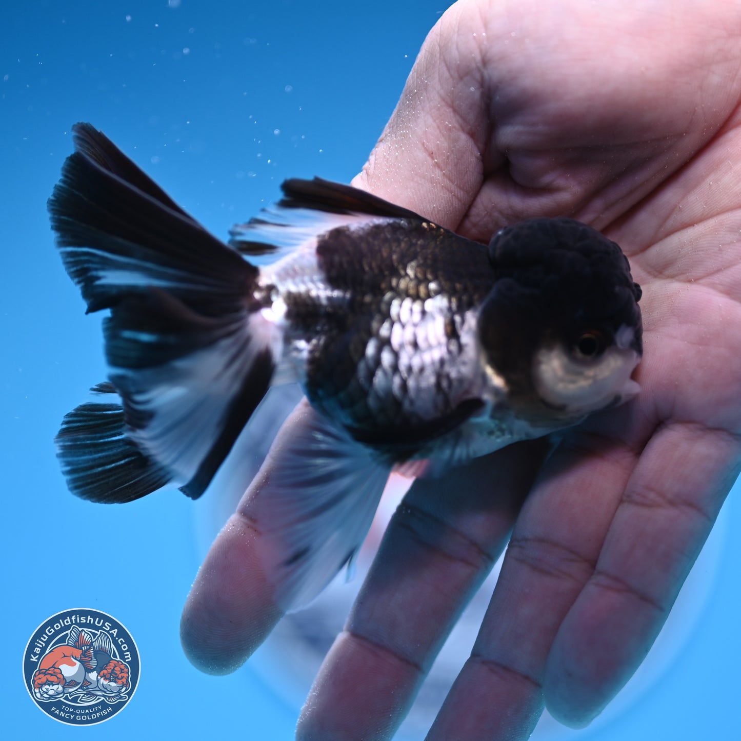Black Cap Panda Rose Tail Oranda 2.8 inches Body - Male (250314_OR16)